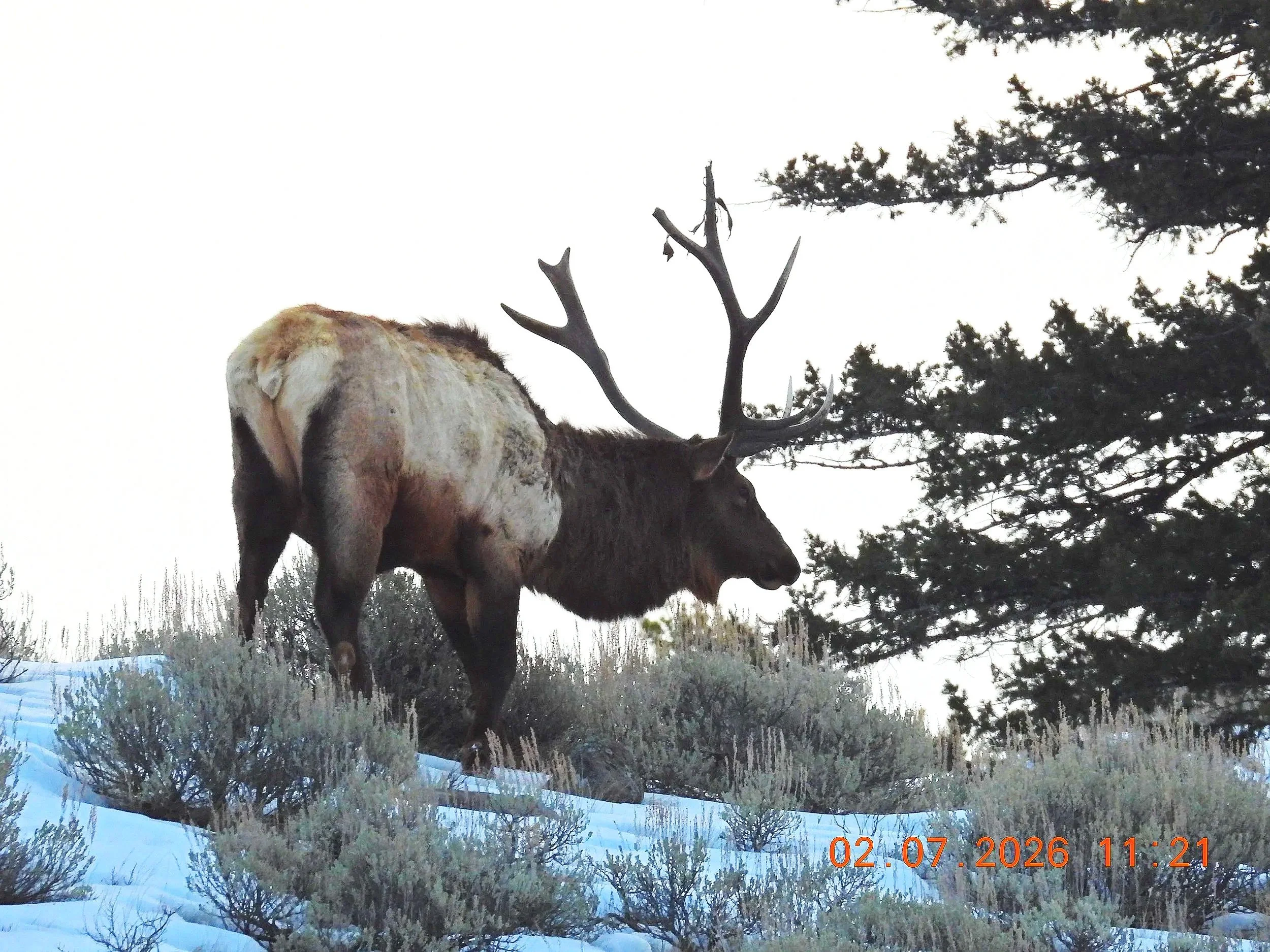 A moose standing on snow-covered ground near trees and bushes, with a background of tall pine trees and overcast sky by wildlife photographer James Potvin.