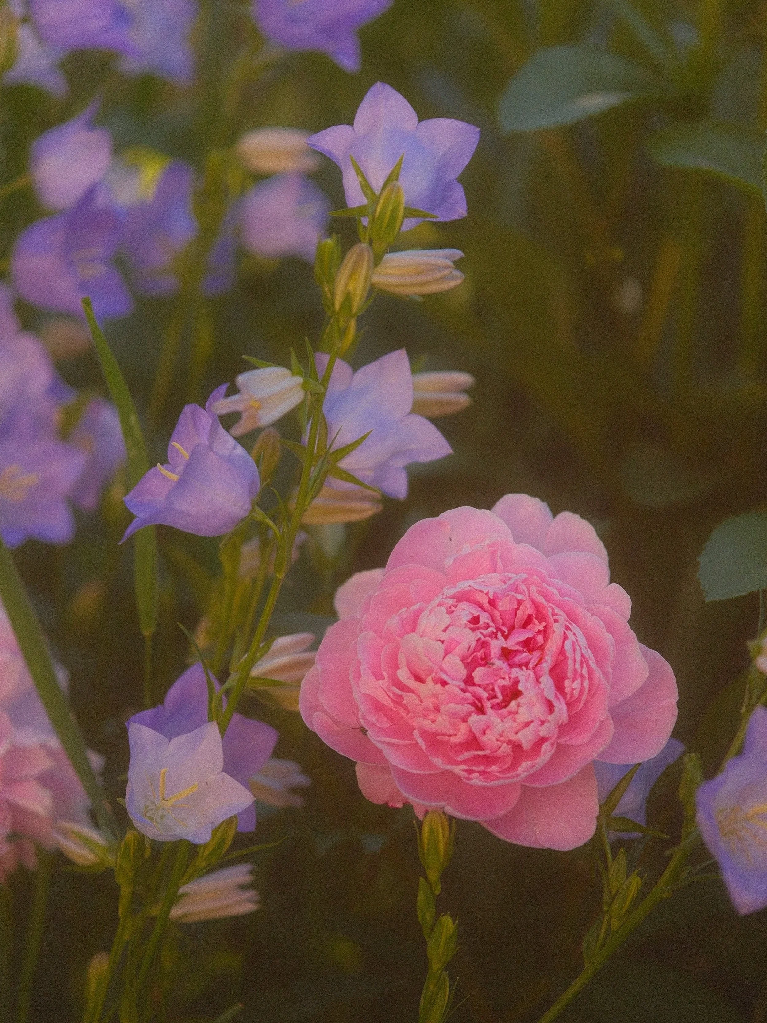 🌸🌷🪻🐝 
&ldquo;Bells that ring from ancient towers&mdash;
Canterbury Bells&mdash;
Give their name to summer flowers&mdash;
Canterbury Bells!
Do the flower-fairies, playing,
Know what those great bells are saying?
Fairy, in your purple hat,
Little f