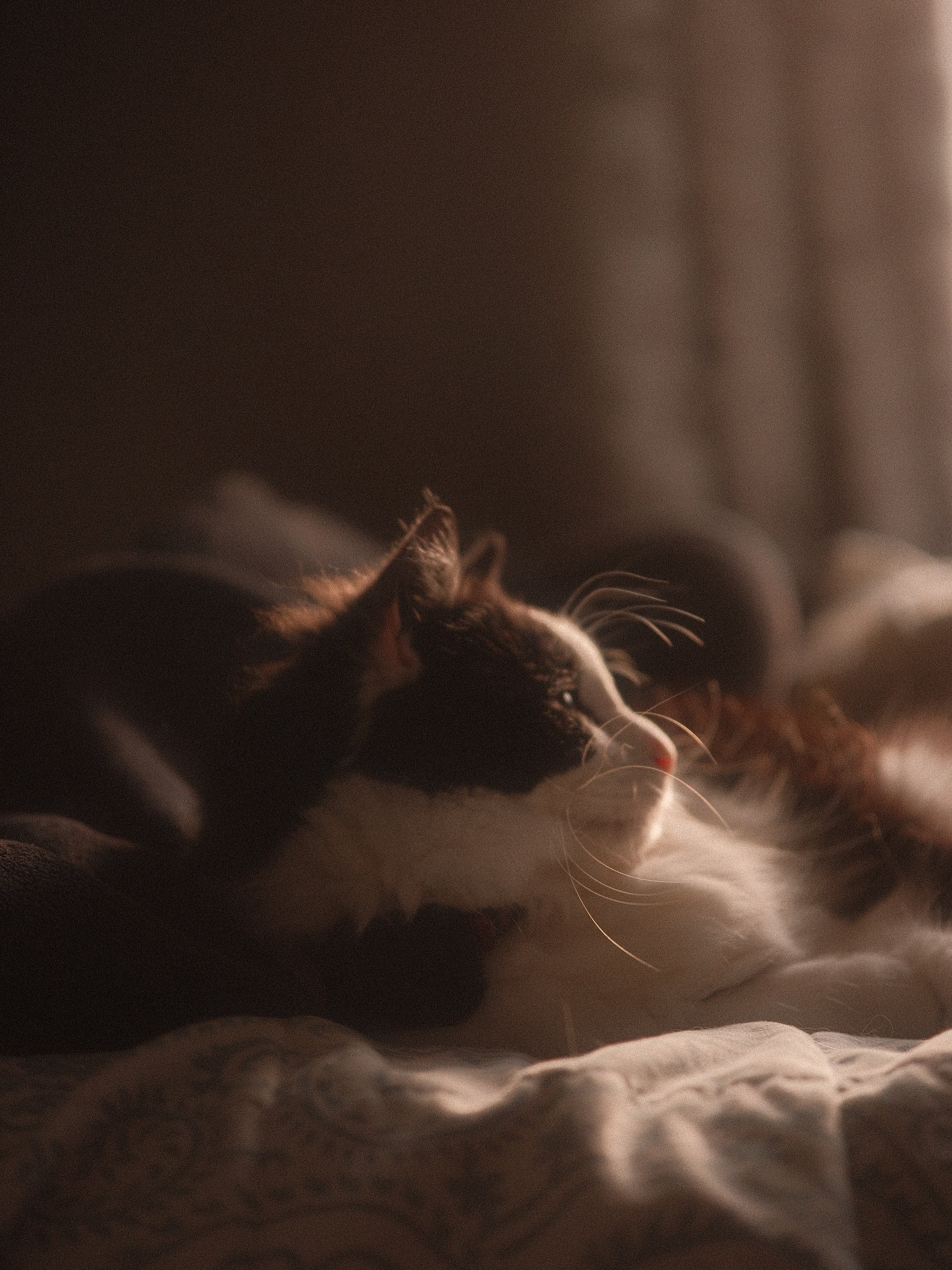 Oh Howl, my coziest, cuddliest little kitty model 🐈&zwj;⬛ thank you for letting me disturb your nap today- the lighting was just too pretty. I&rsquo;ll give you lots of treats to make up for it.
Using the Cinebloom 20% filter by @moment 📸 
#fujifil