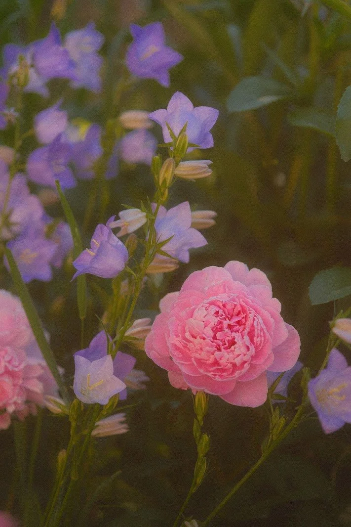 Pink peony surrounded by purple bellflowers in a garden