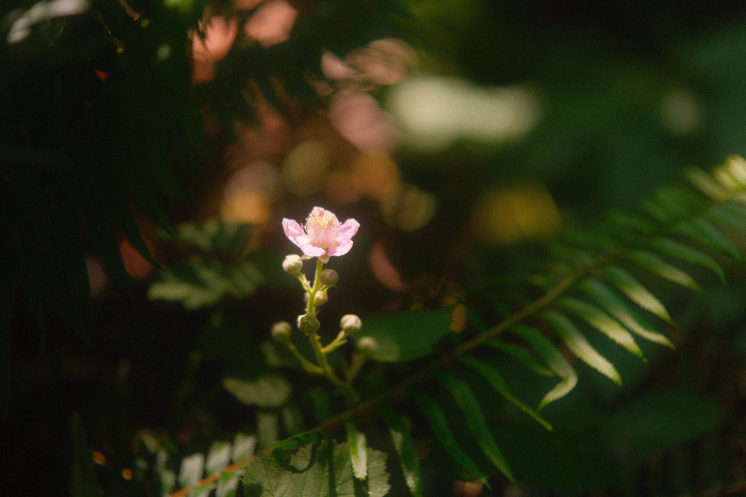 Small pink wildflower blooming among dark green foliage