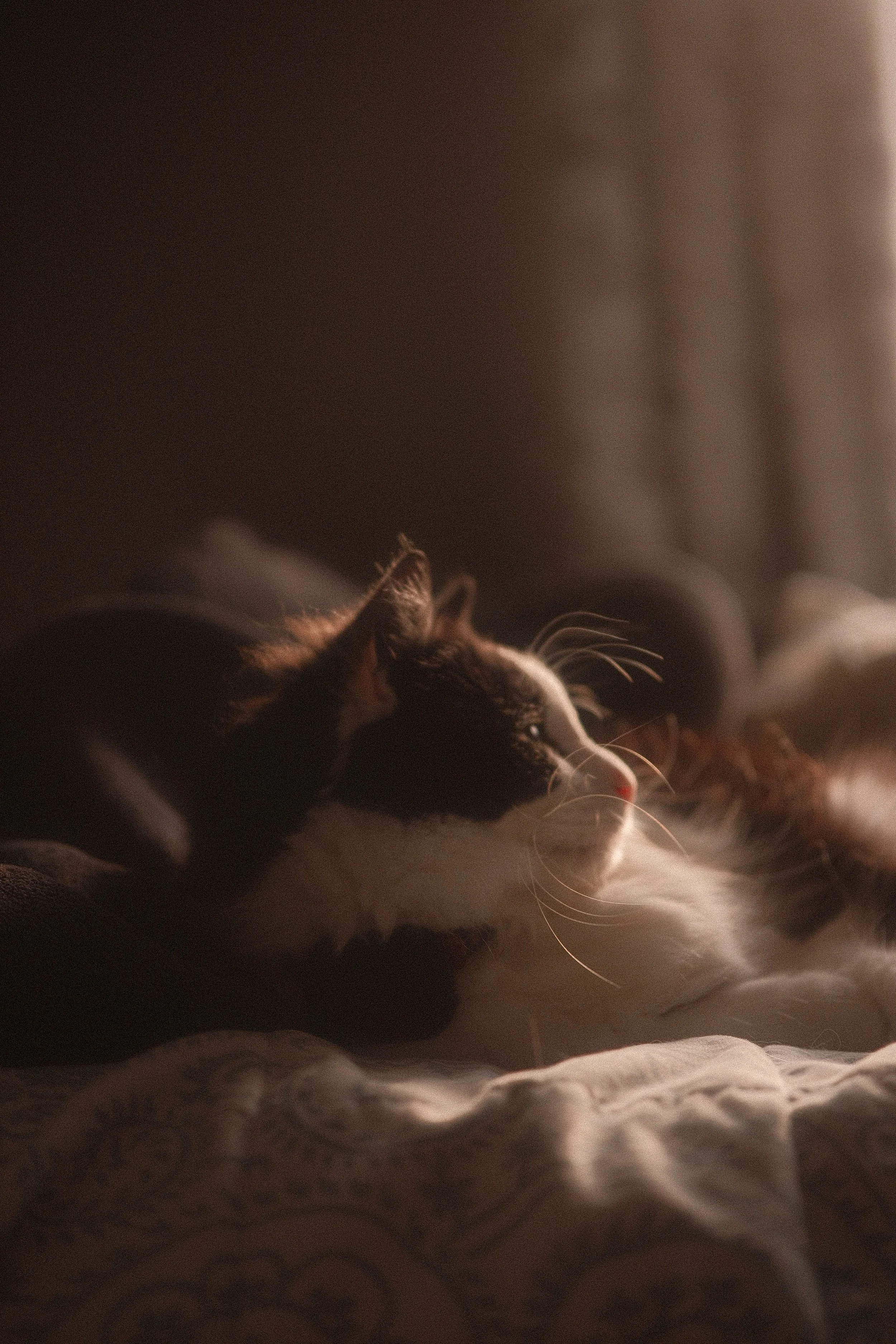 Close-up of a sleeping tabby cat resting on a soft blanket in warm, low light