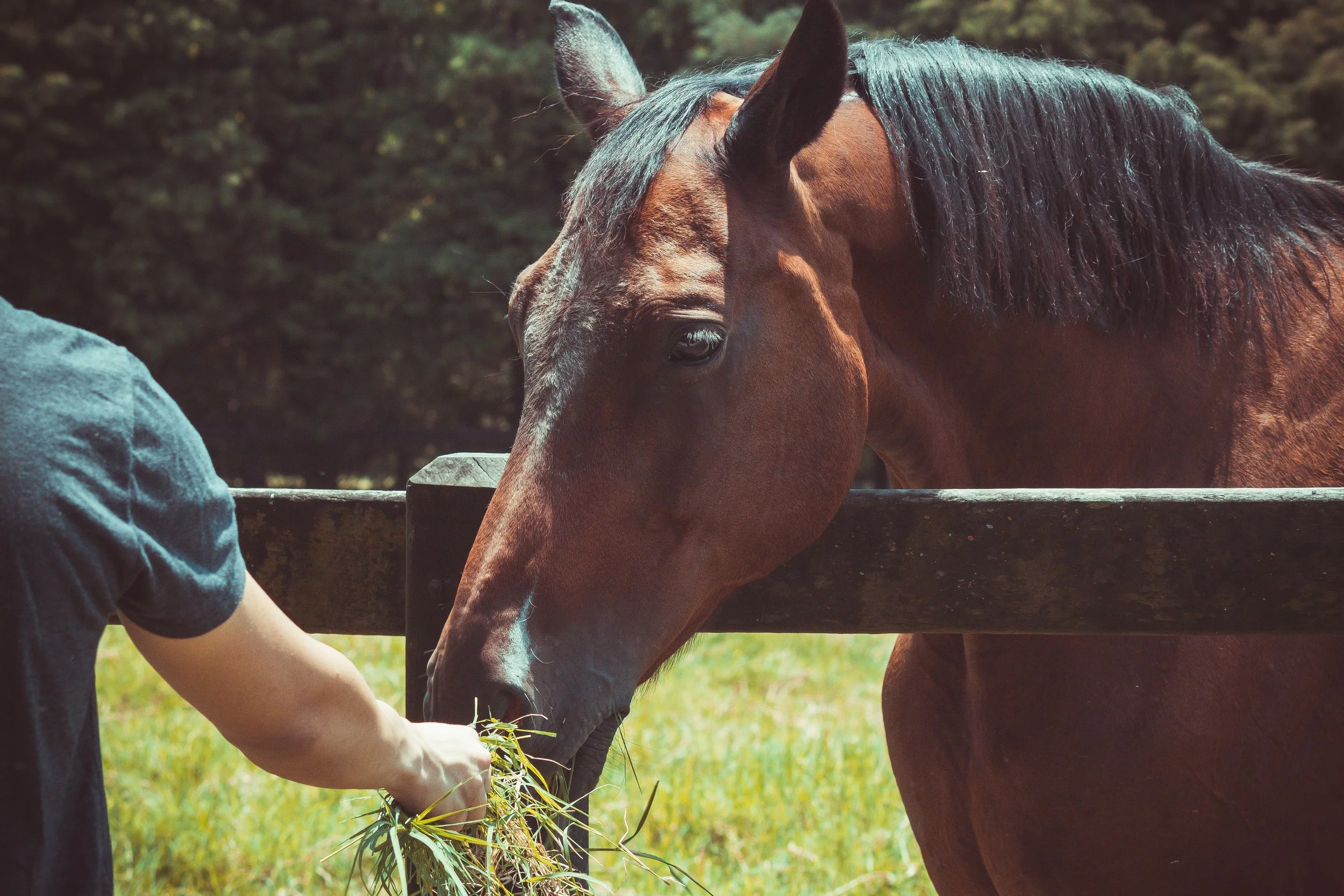 A brown horse with a dark mane stands behind a wooden fence, while a person in a dark shirt offers the horse a handful of hay or grass with their arm extended.