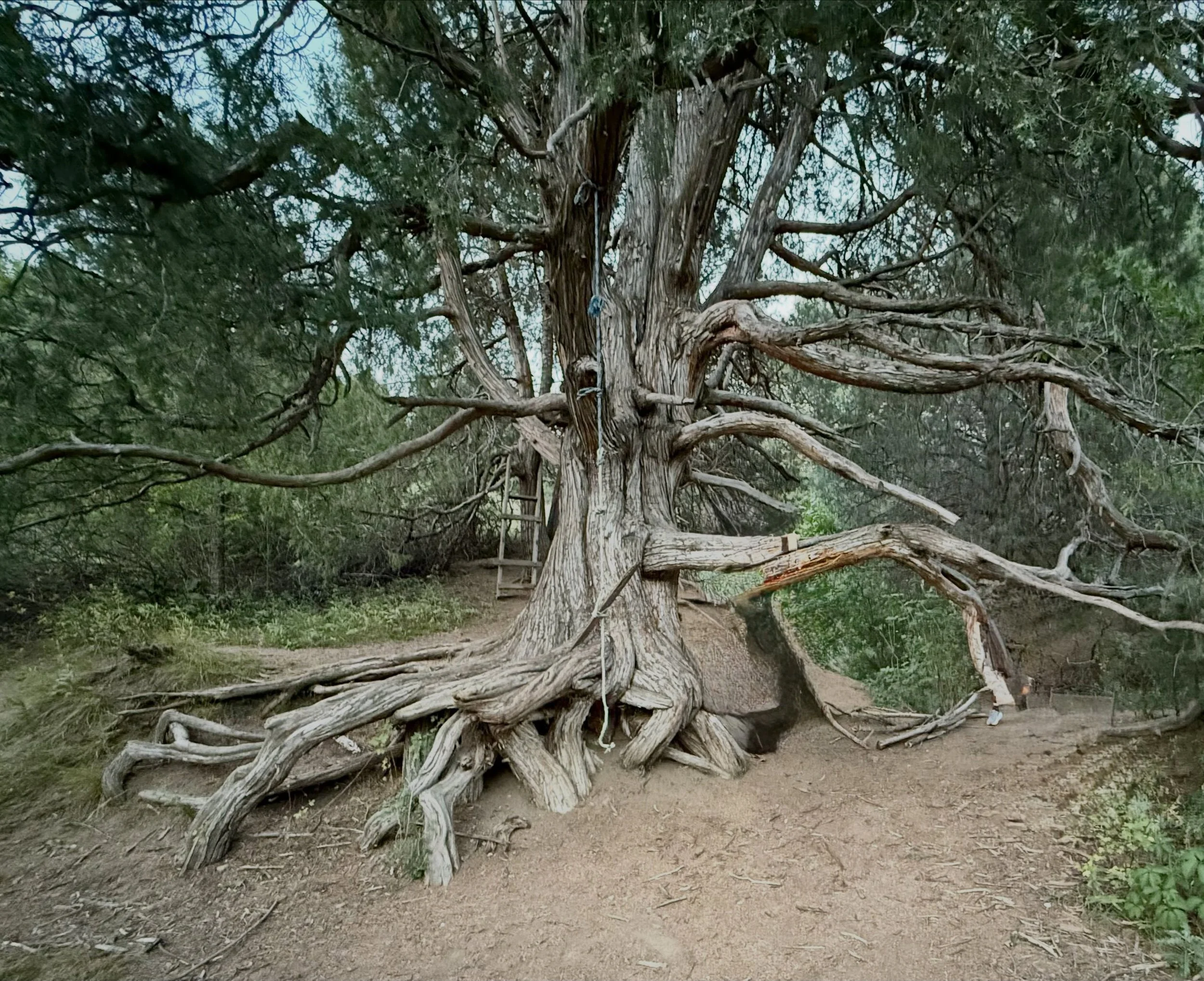 This tree&hellip;..

I witnessed firsthand the joy and delight this tree brings to the people who find it along their path. The laughter, the children climbing its branches, the memories made around it&hellip;..priceless.

But when I look at this tre