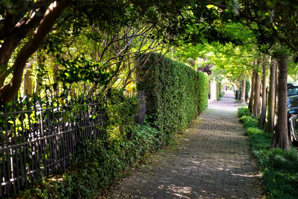 Tree-lined sidewalk with a brick path, tall trees on the right, dense bushes and a fence on the left, and parked cars in the background.