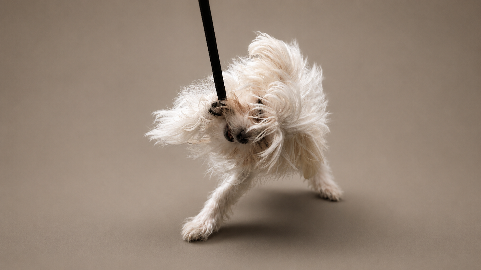 A small, fluffy white dog on a leash, pulling on it and tilting its head, standing on a plain, neutral-colored surface.