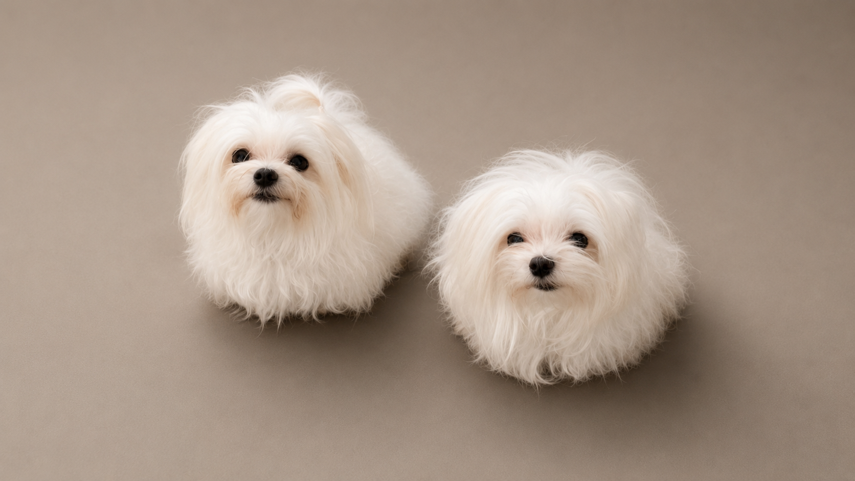 Two small white fluffy dogs with dark eyes and black noses sitting on a plain beige background.