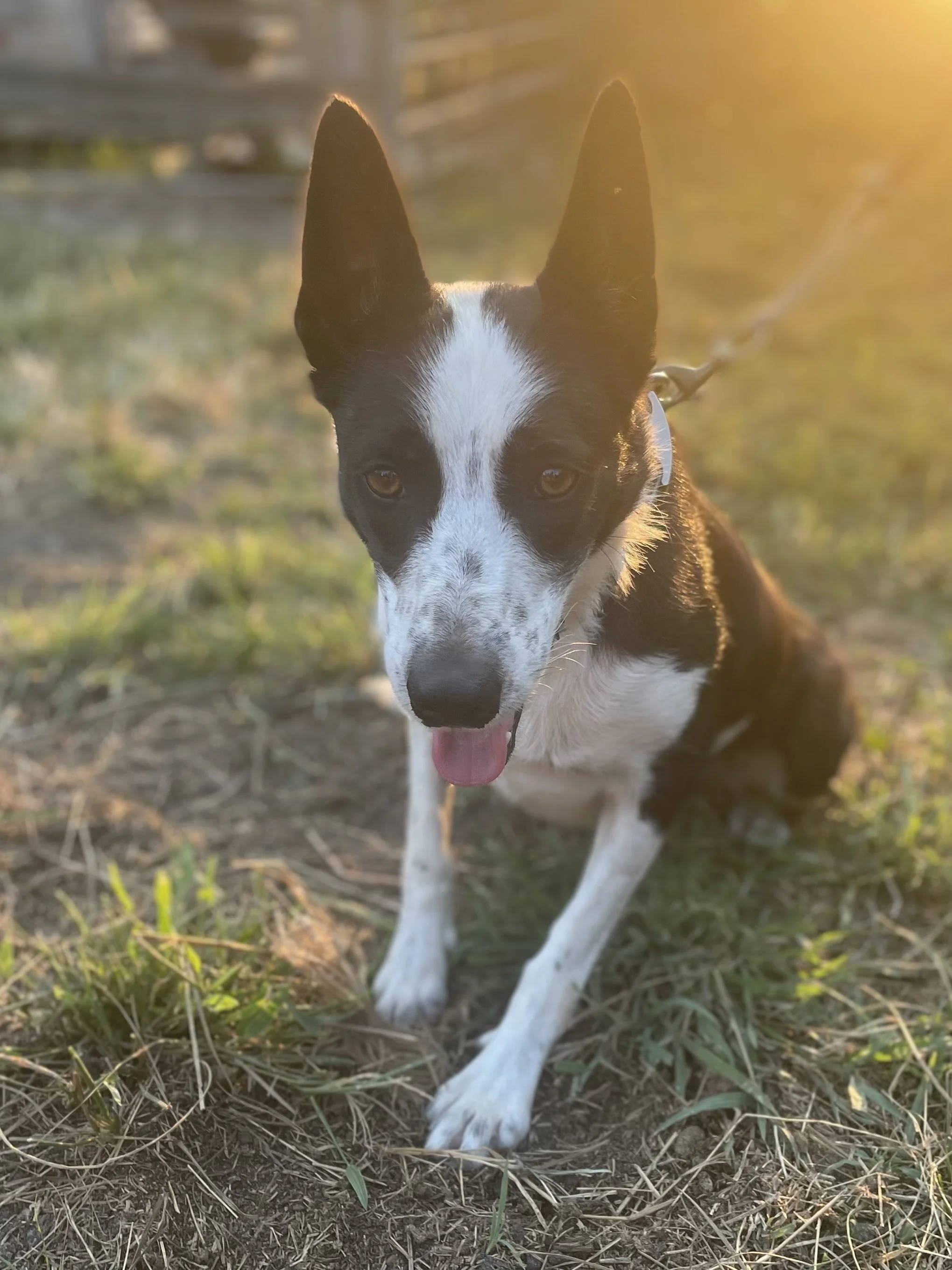 BELLA’S STORY