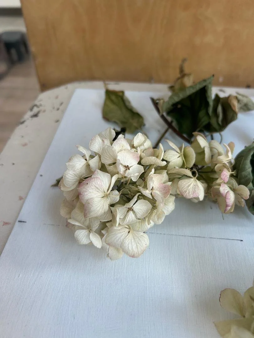 Hydrangeas FS still life.jfif
