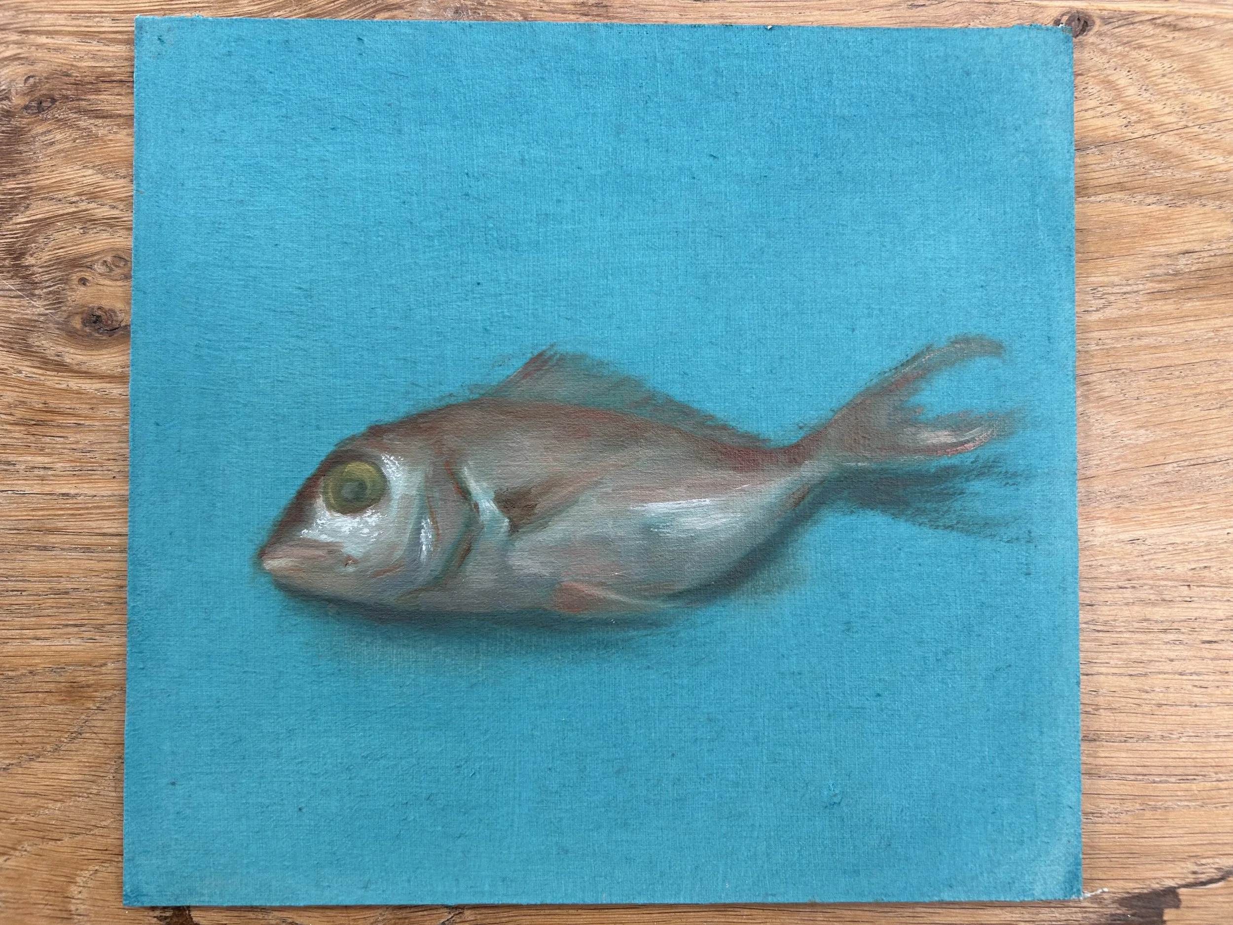 Pink Snapper on Turquoise