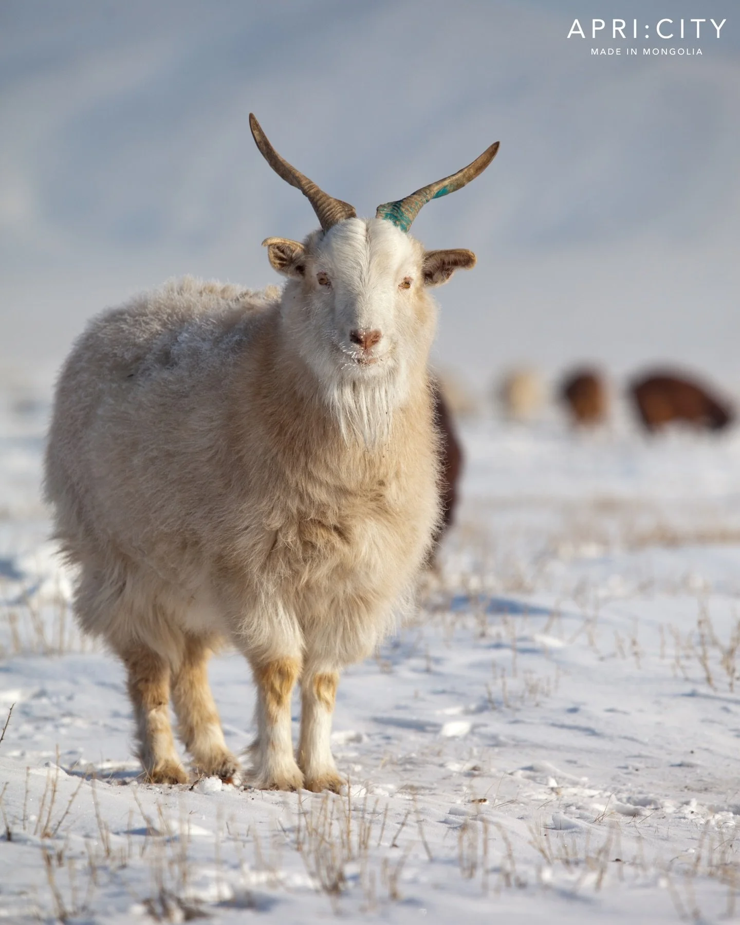 Formed by extreme cold condition, Mongolian cashmere yields the finest fibres (14-16 microns), longer staple length, and superior warmth relative to weight, making it benchmark for luxury cashmere.

Spring only collection and open-range herding natur
