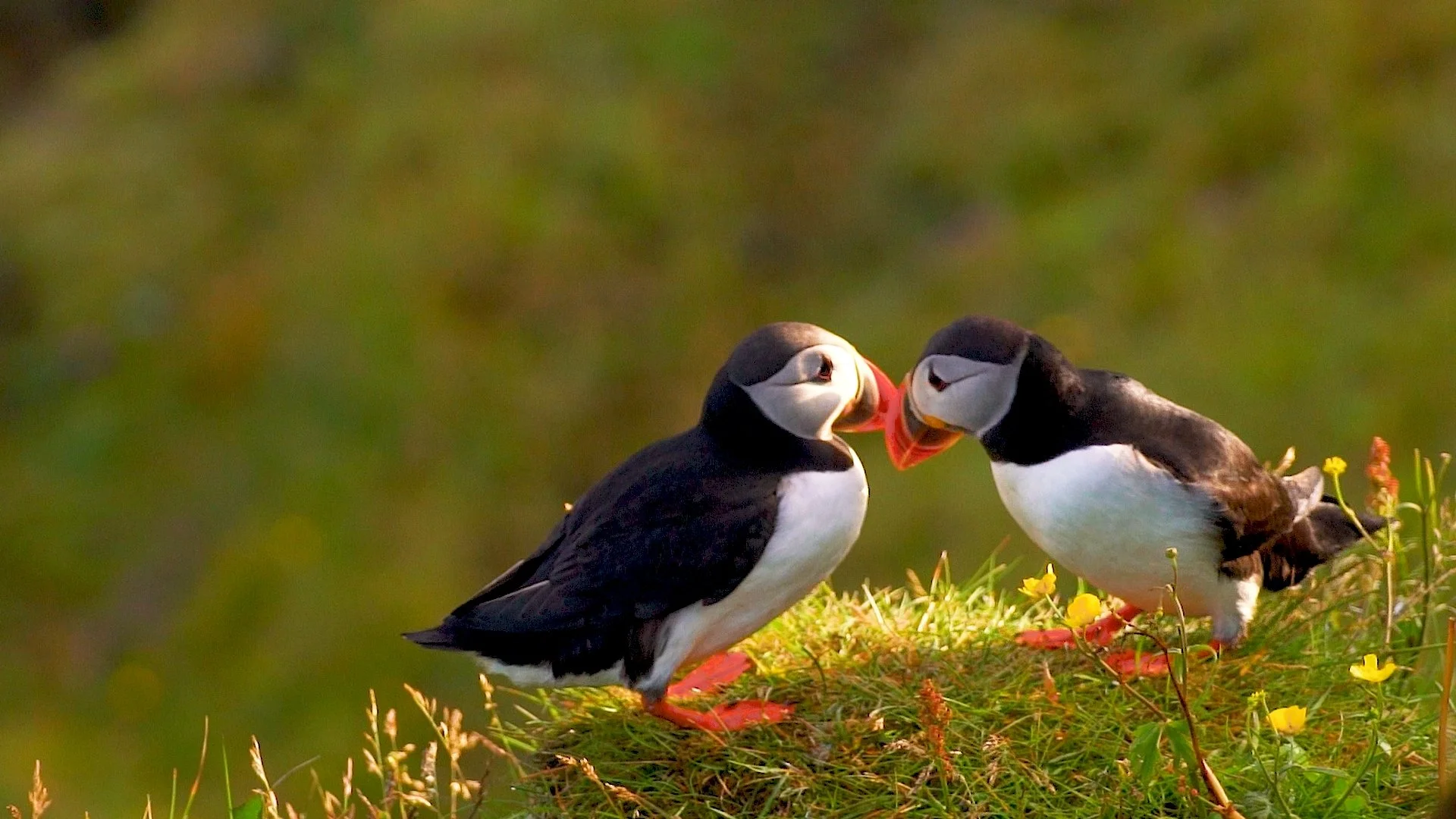 Puffins