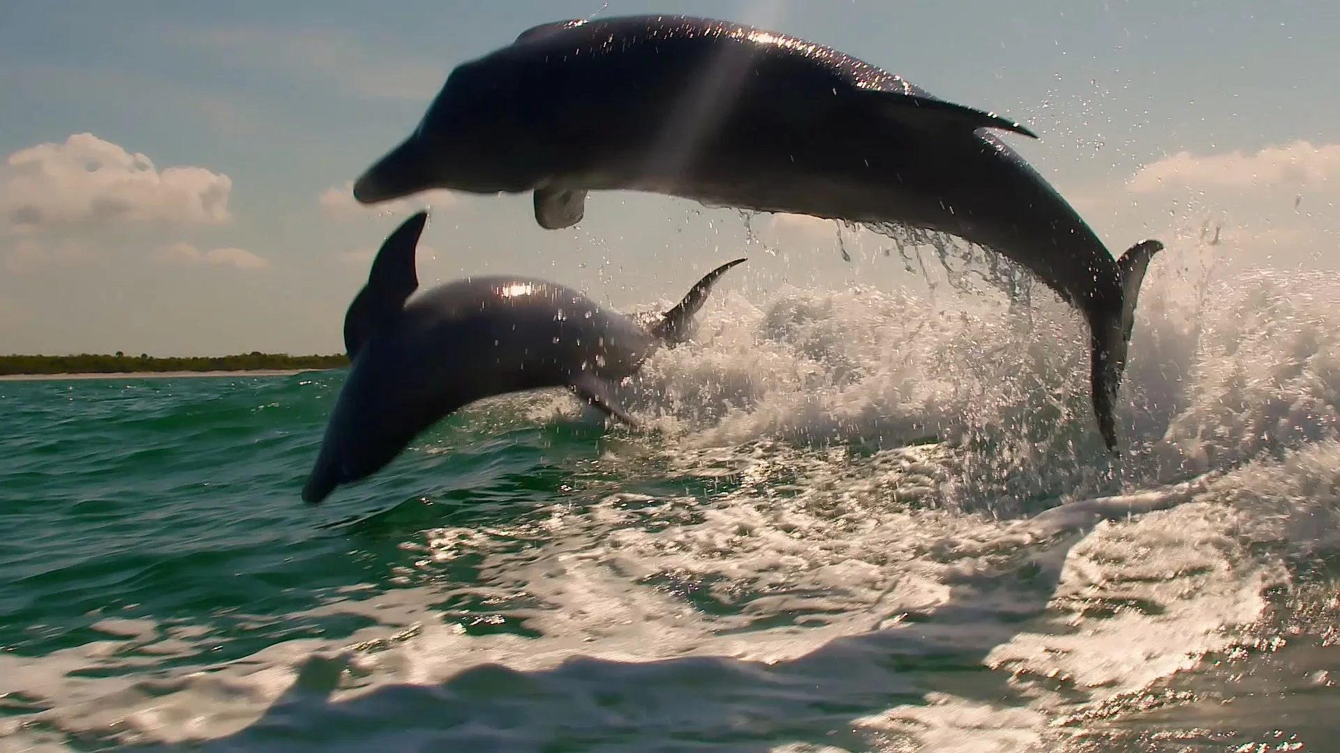 Dolphins, Florida
