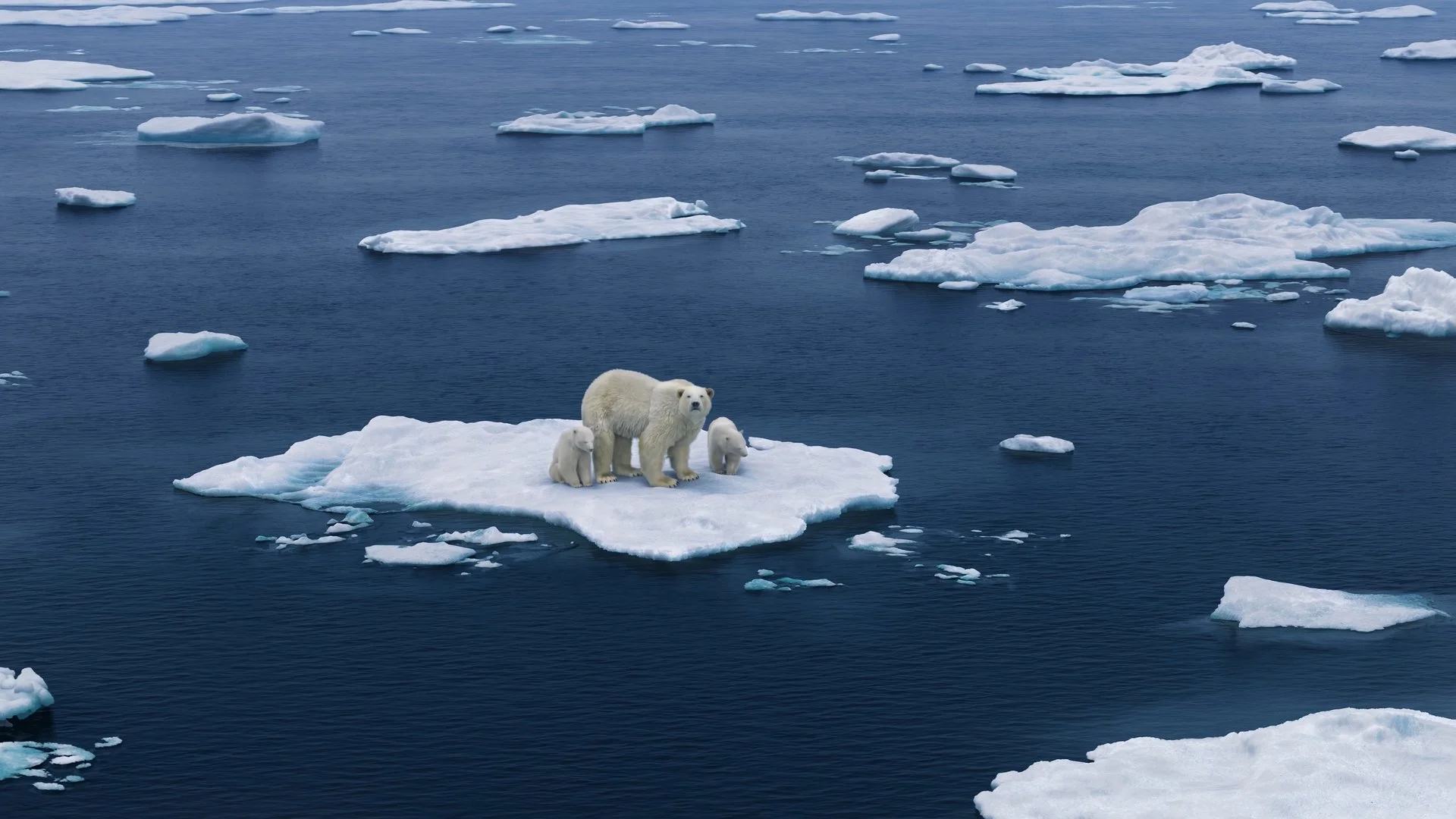 Polar bear on melting ice