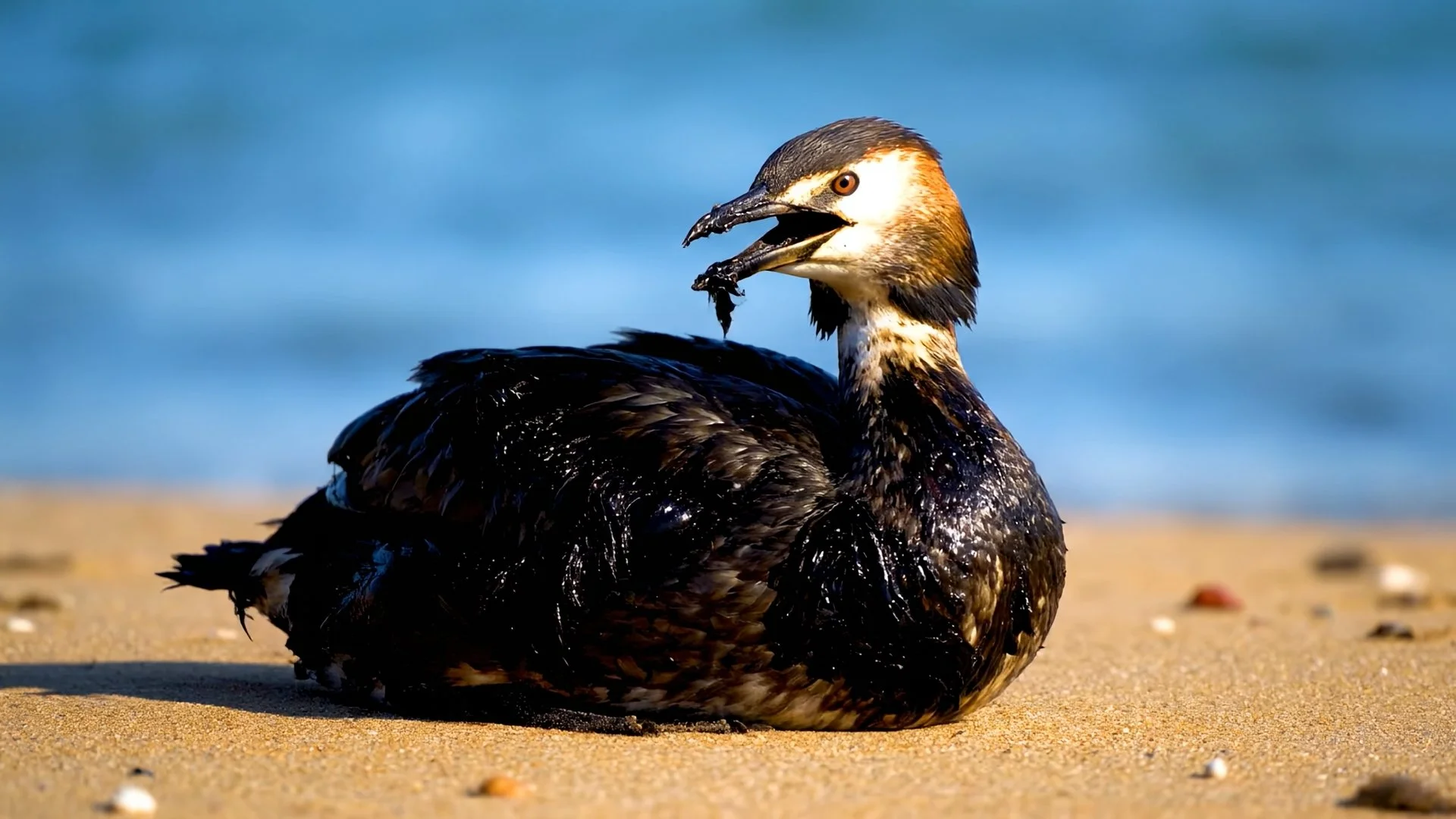Bird in oil spill
