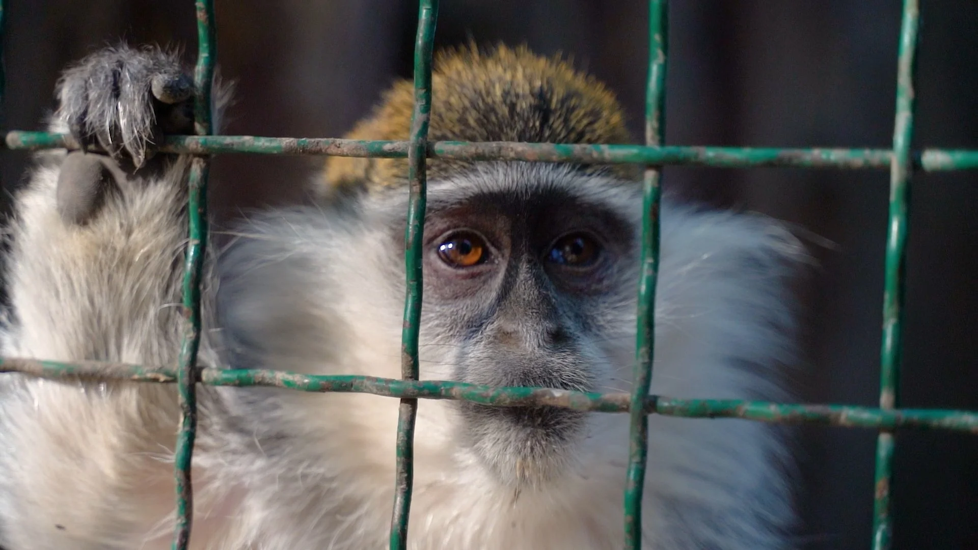 Monkey in zoo