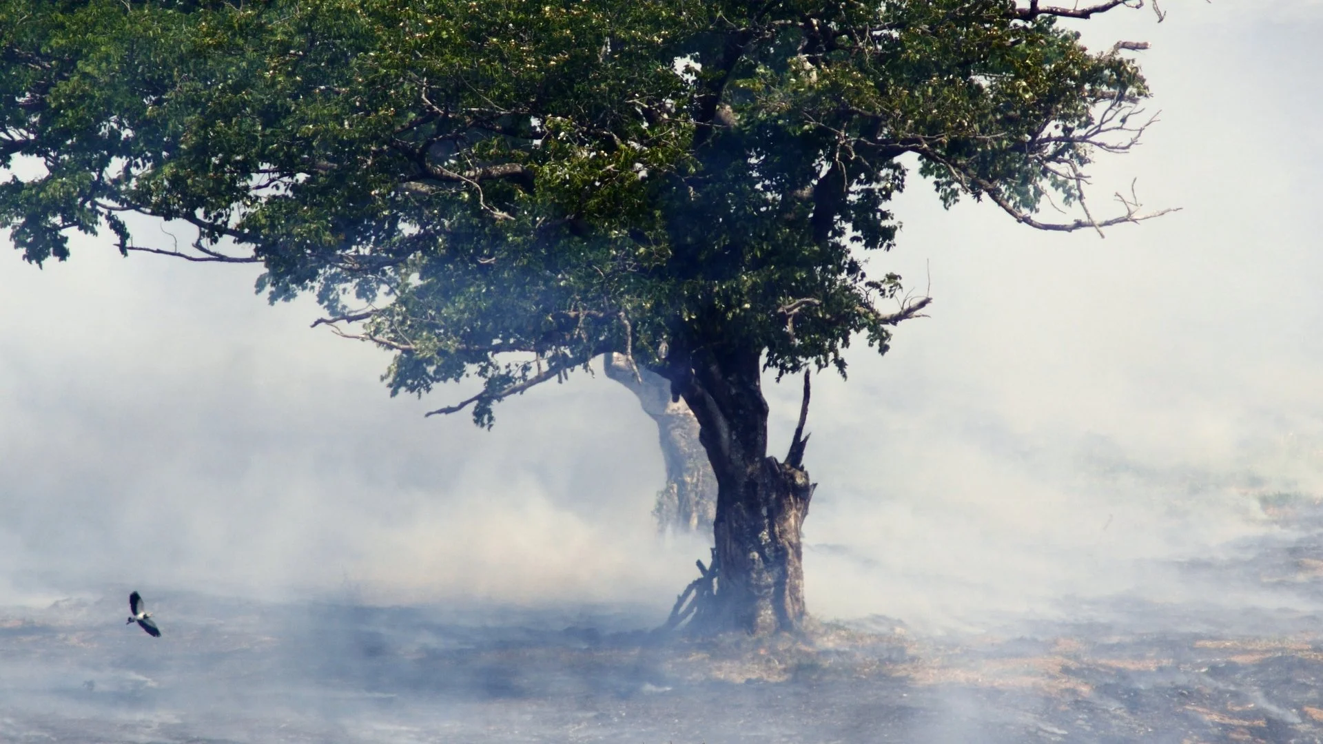 Destruction of Amazon rainforest