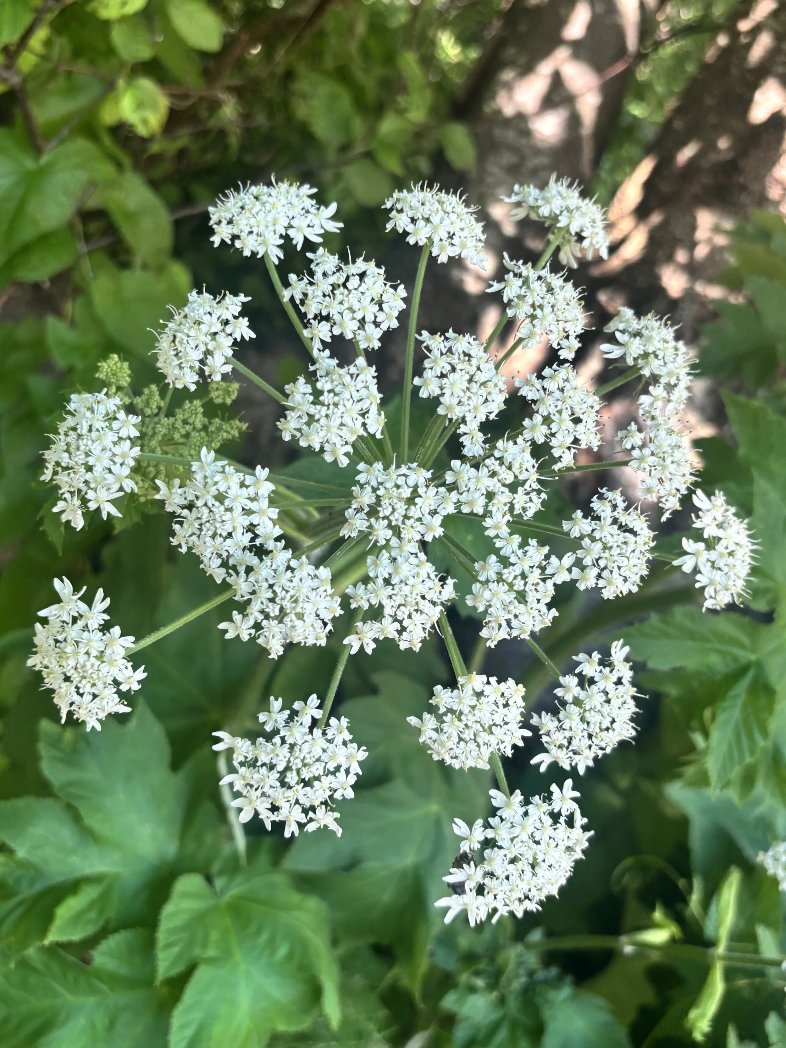 IMG_8158.jpeg