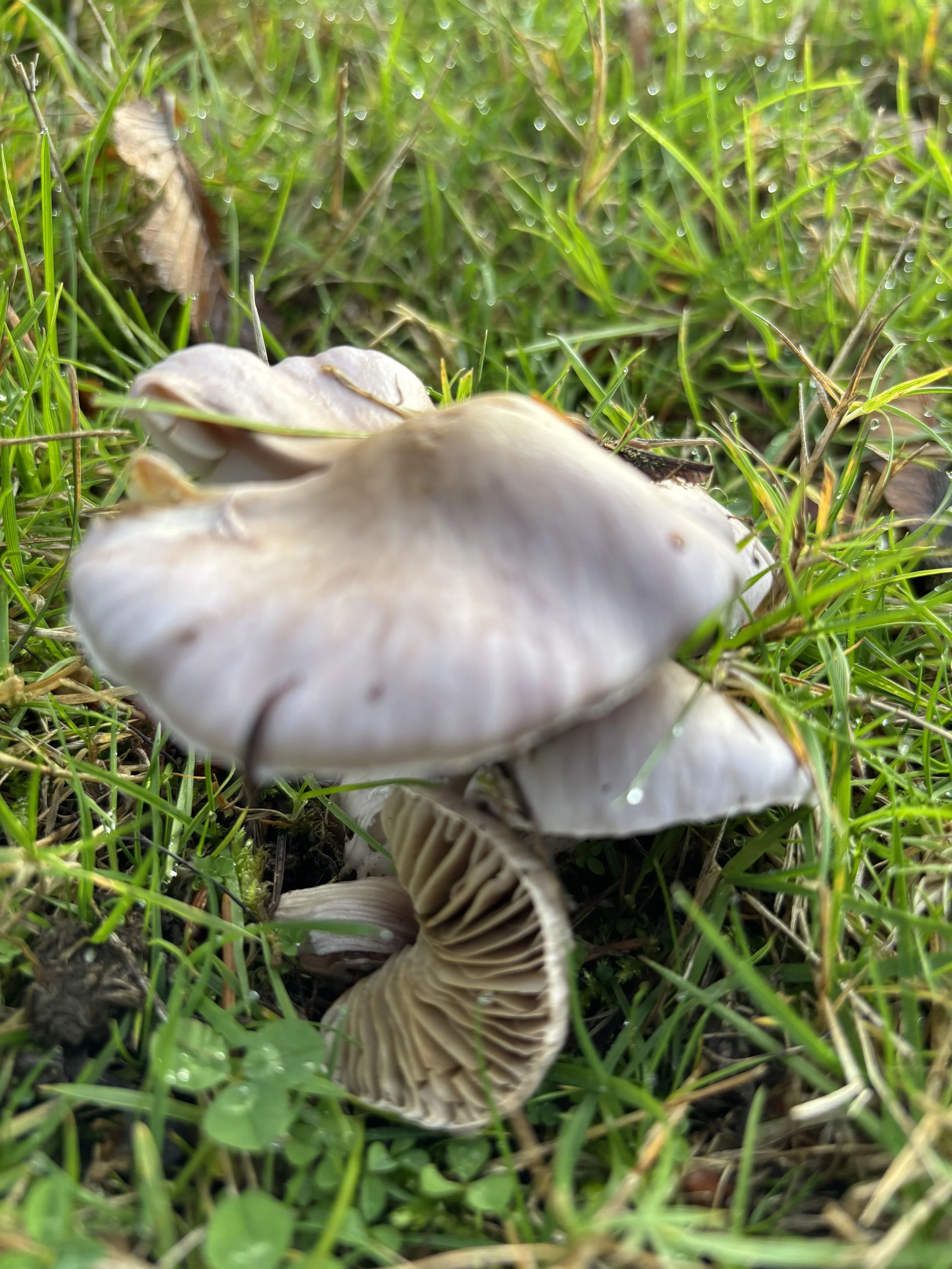 IMG_0609.jpeg