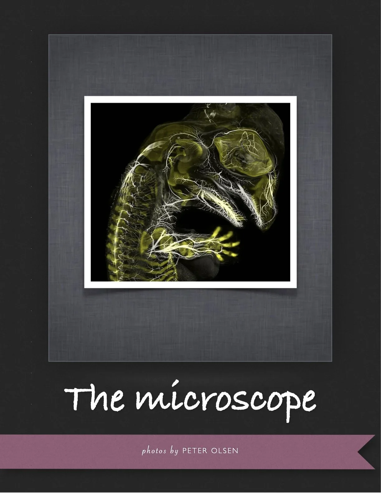 The Microscope