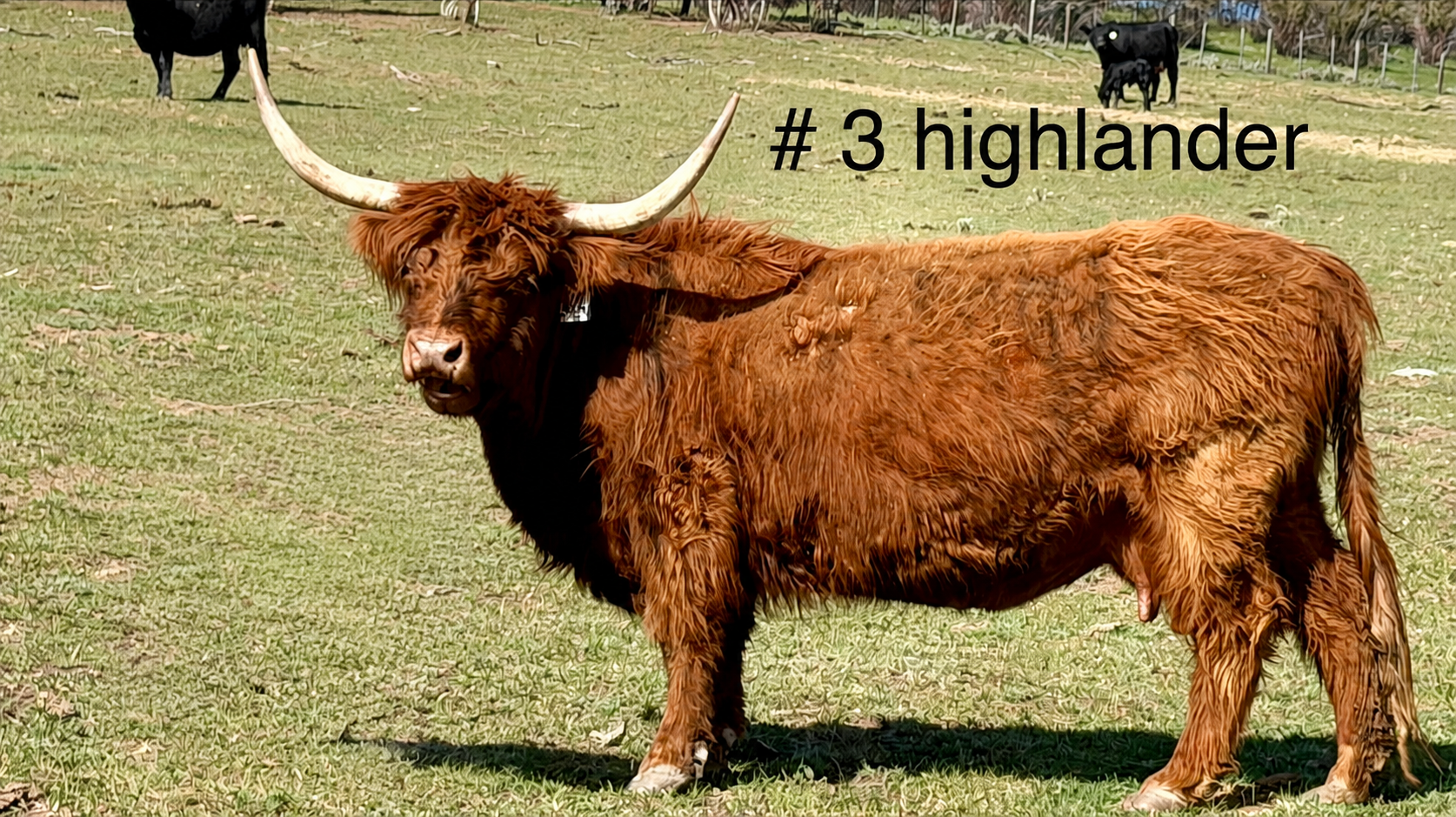 Cow #3