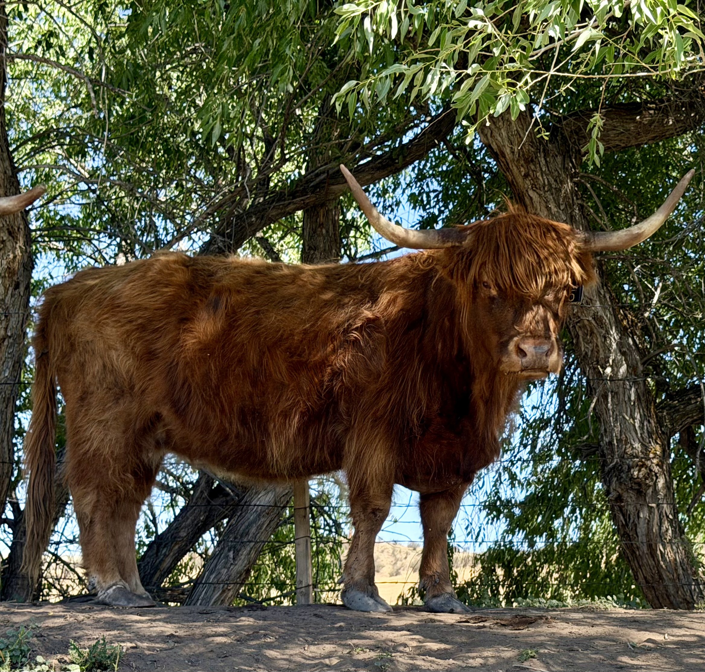 Cow #5