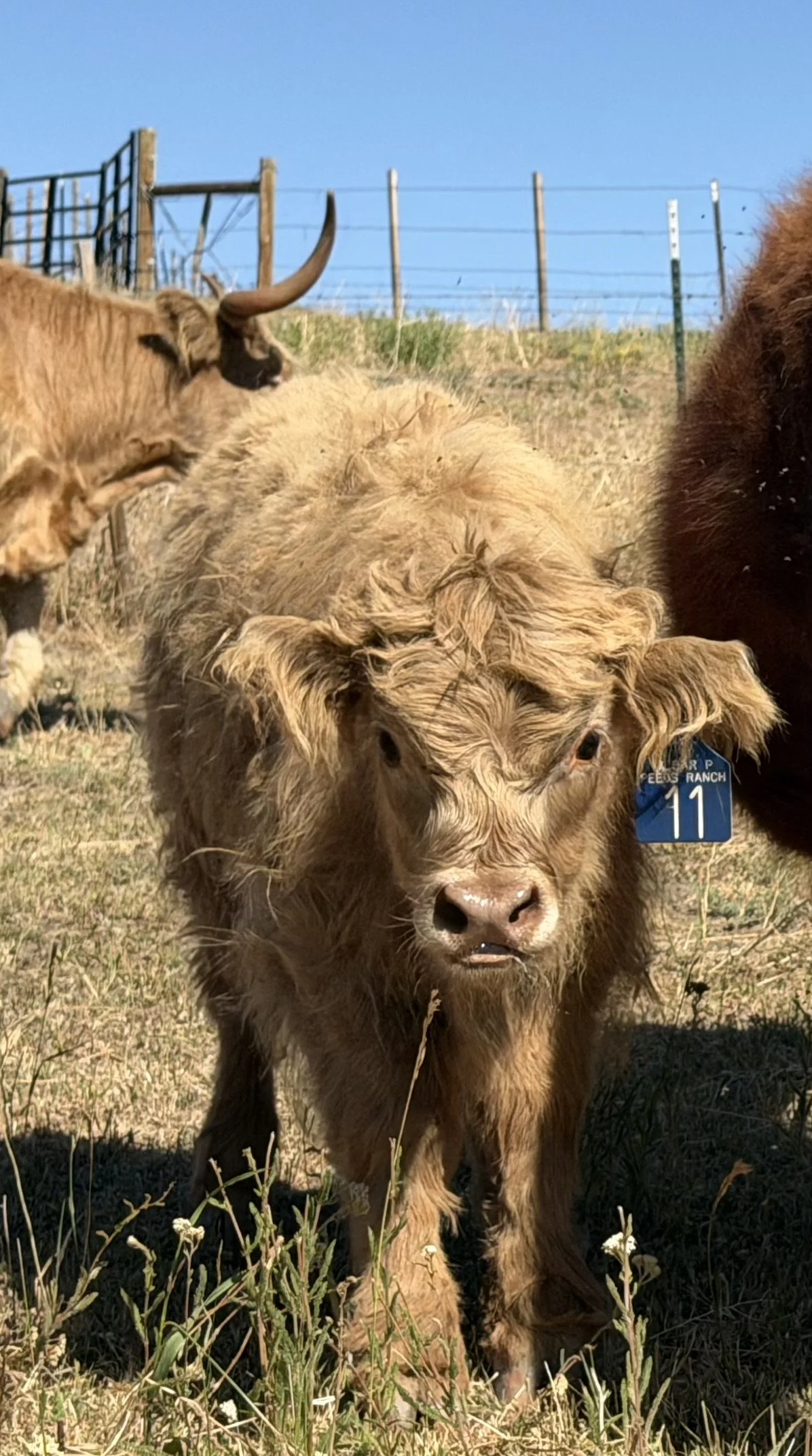 Bull Calf #11