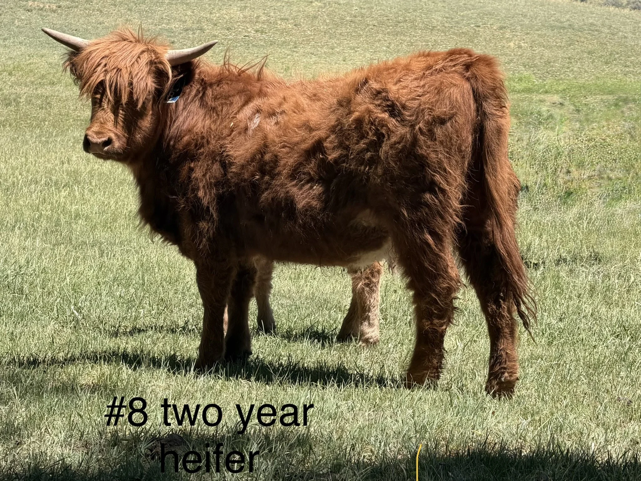 First Year Heifer #8