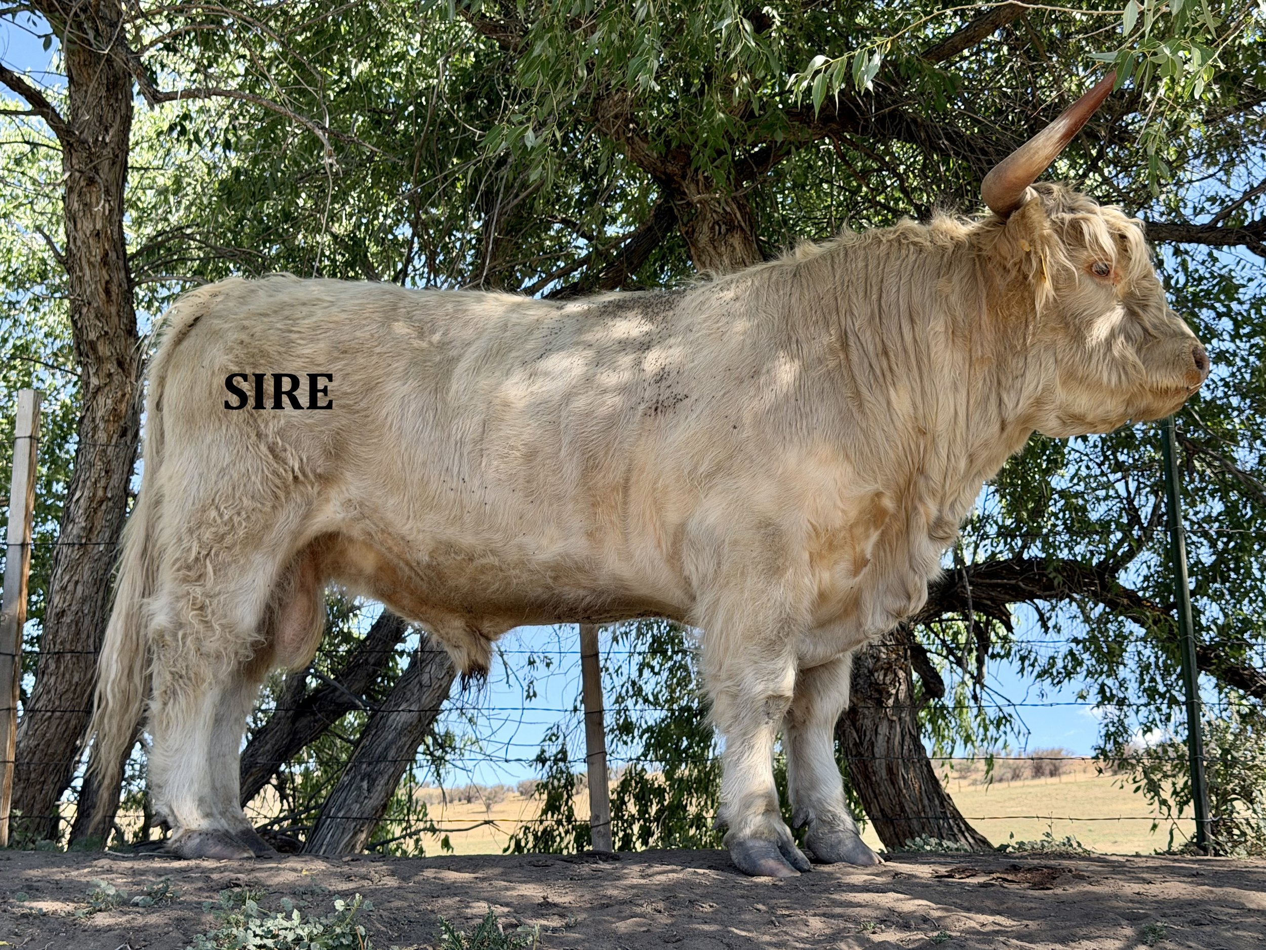 IMG_4030 SIRE.jpg