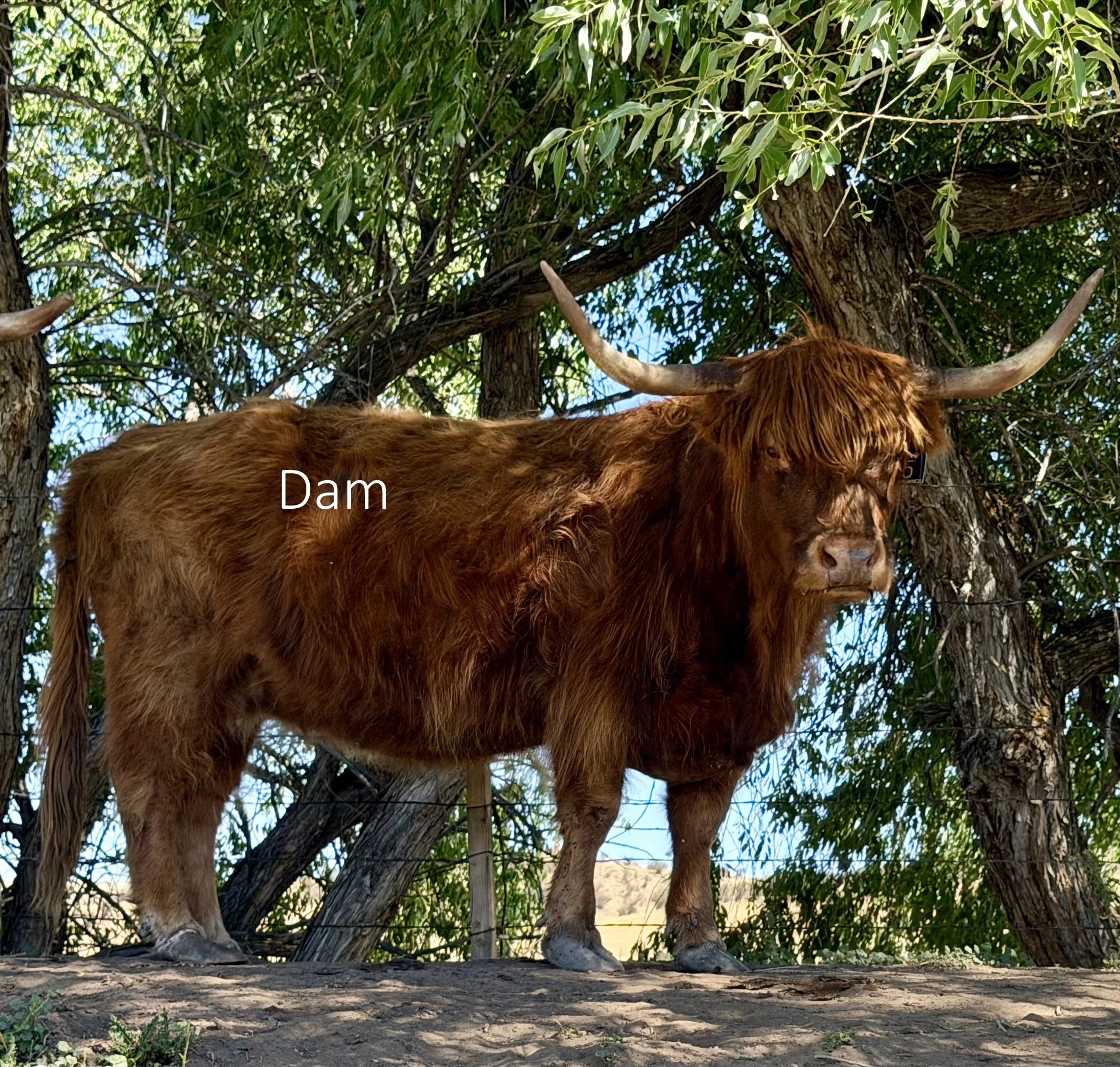 IMG_4020 dam.jpg