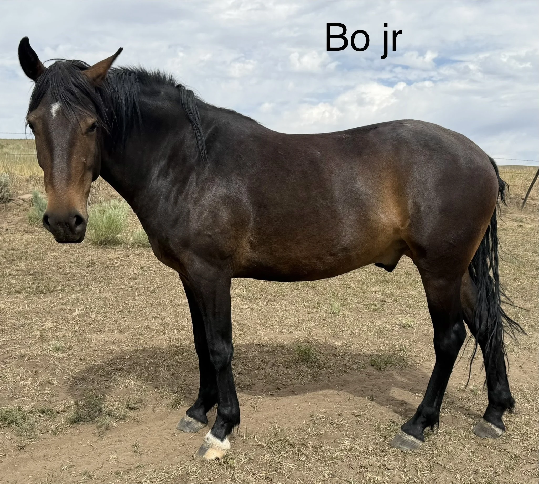 JUNIOR IMG_3752.jpeg