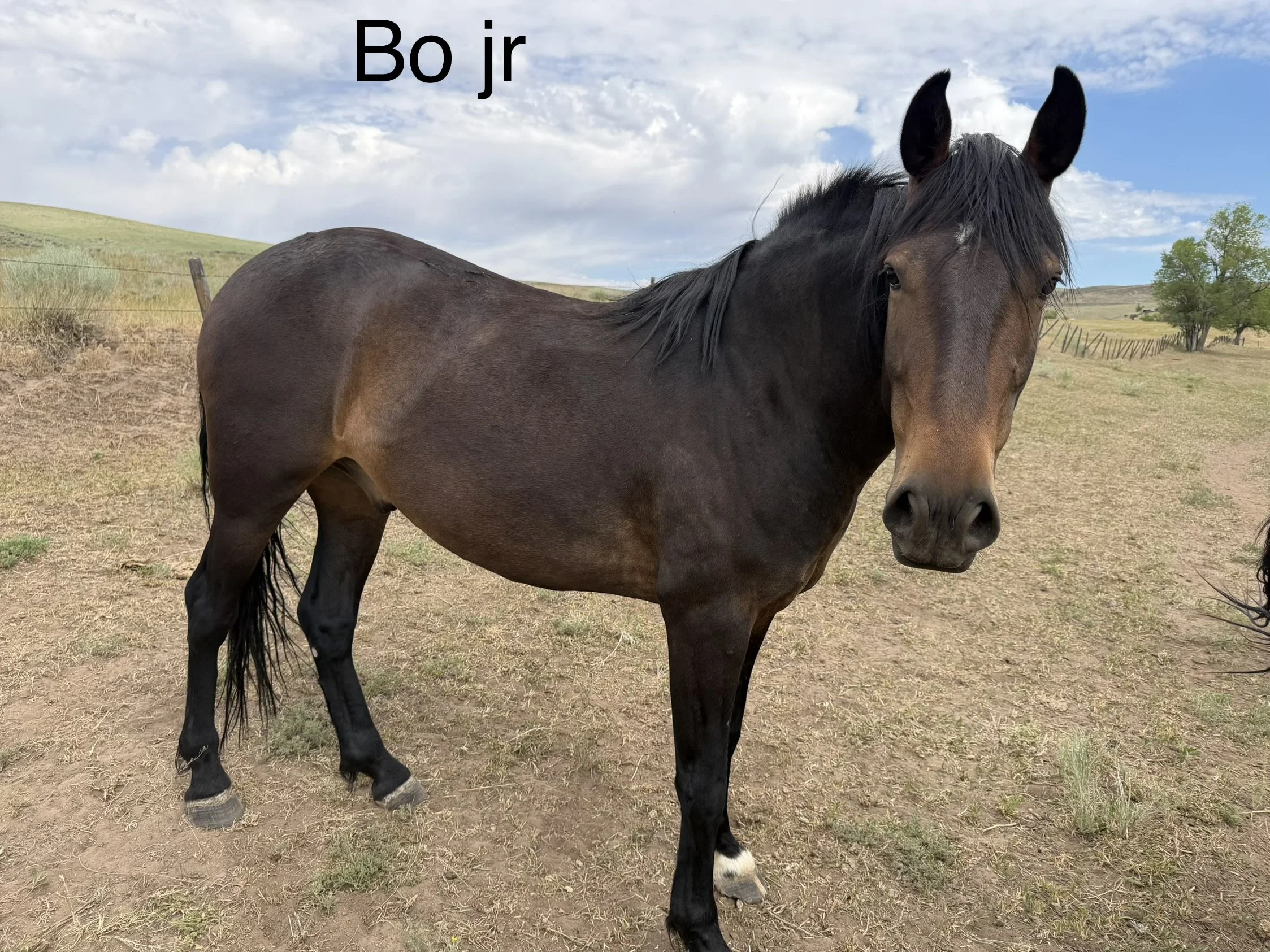 Bo Jr.