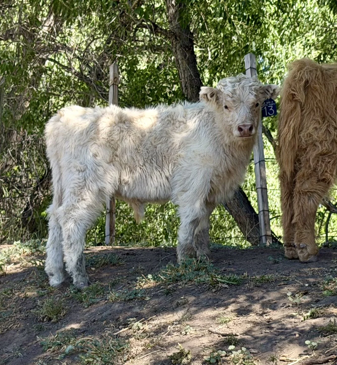 Bull Calf #13