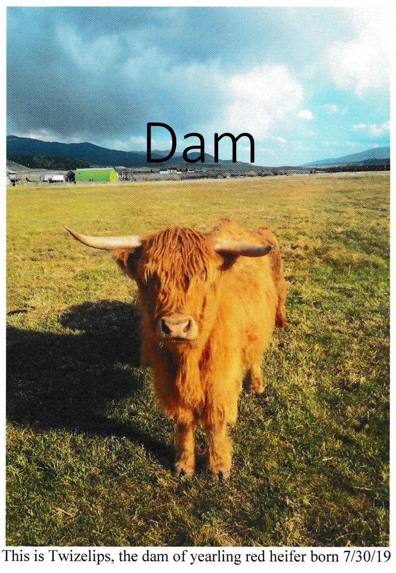 #3 Dam 2.jpg (Copy)