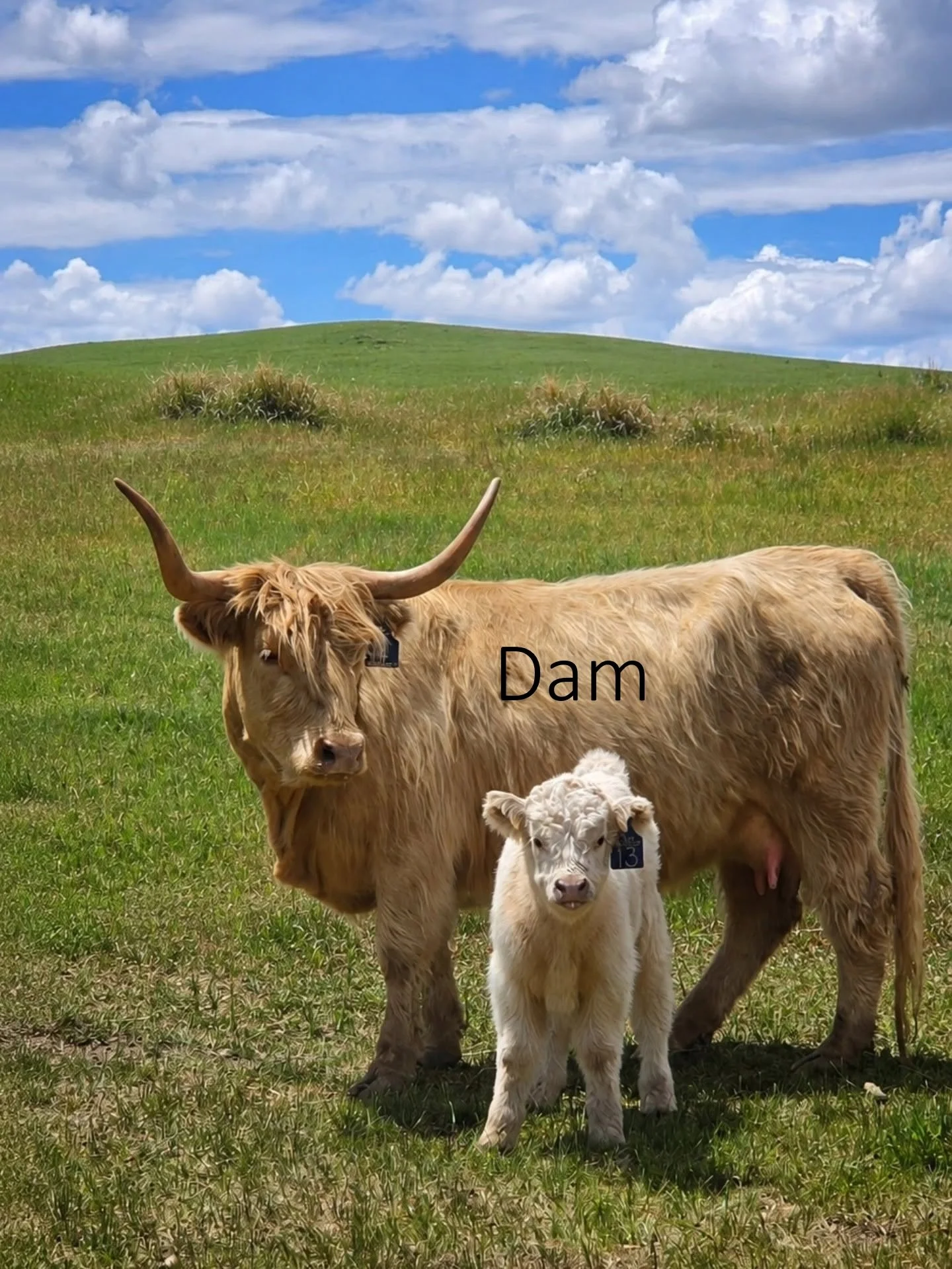 13 dam.jpg