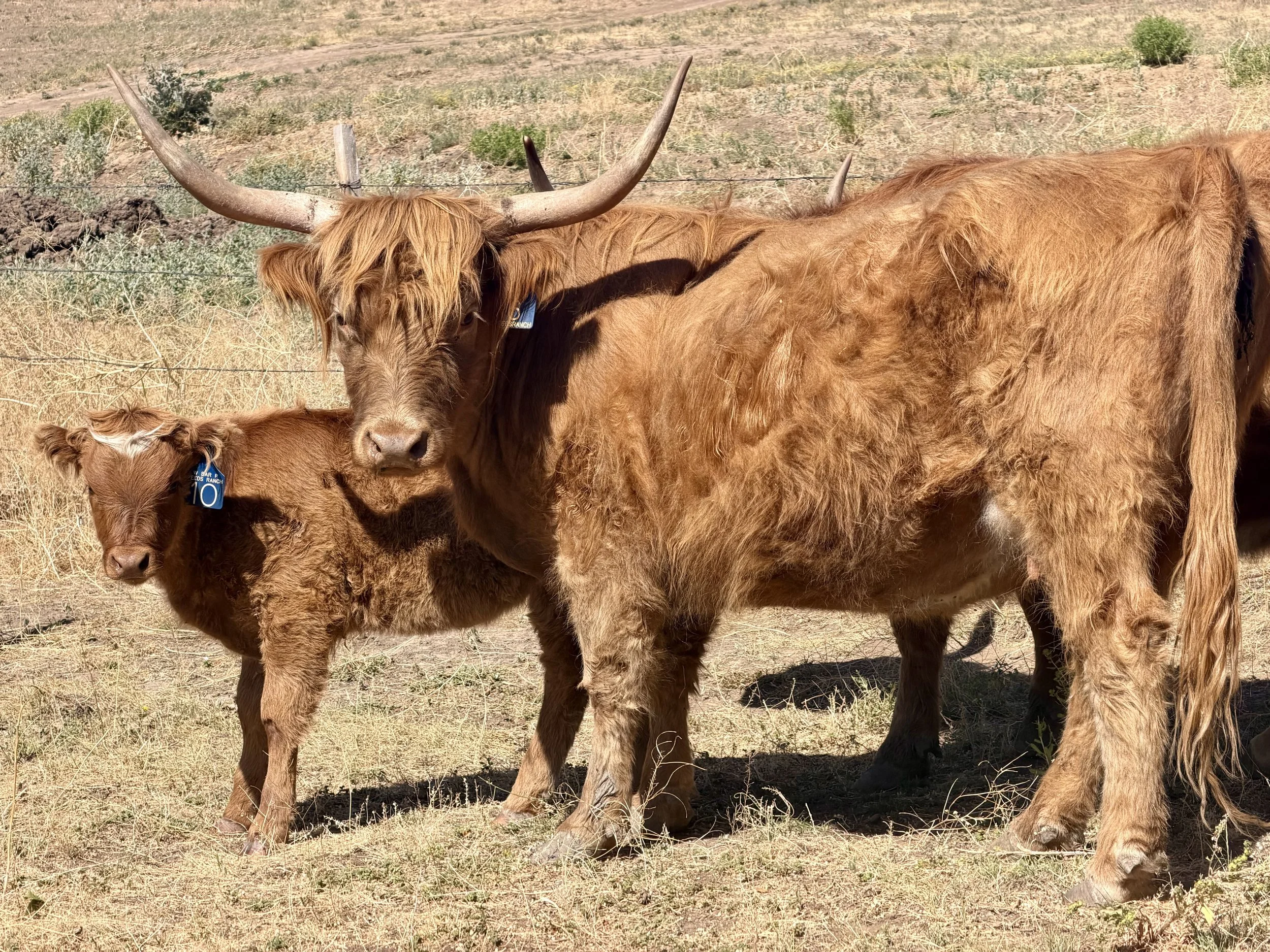 Cow #6