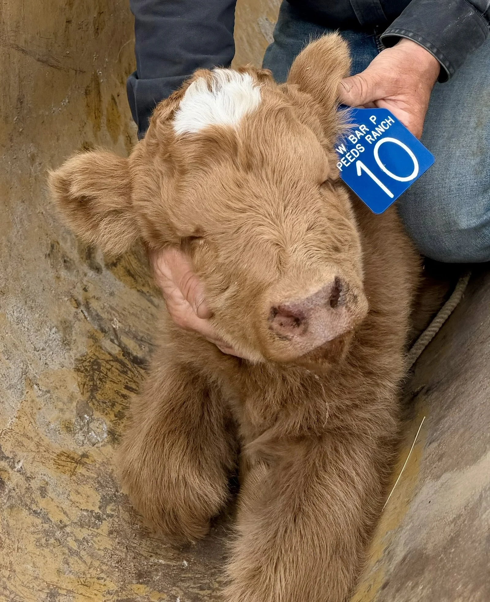 Heifer Calf #10