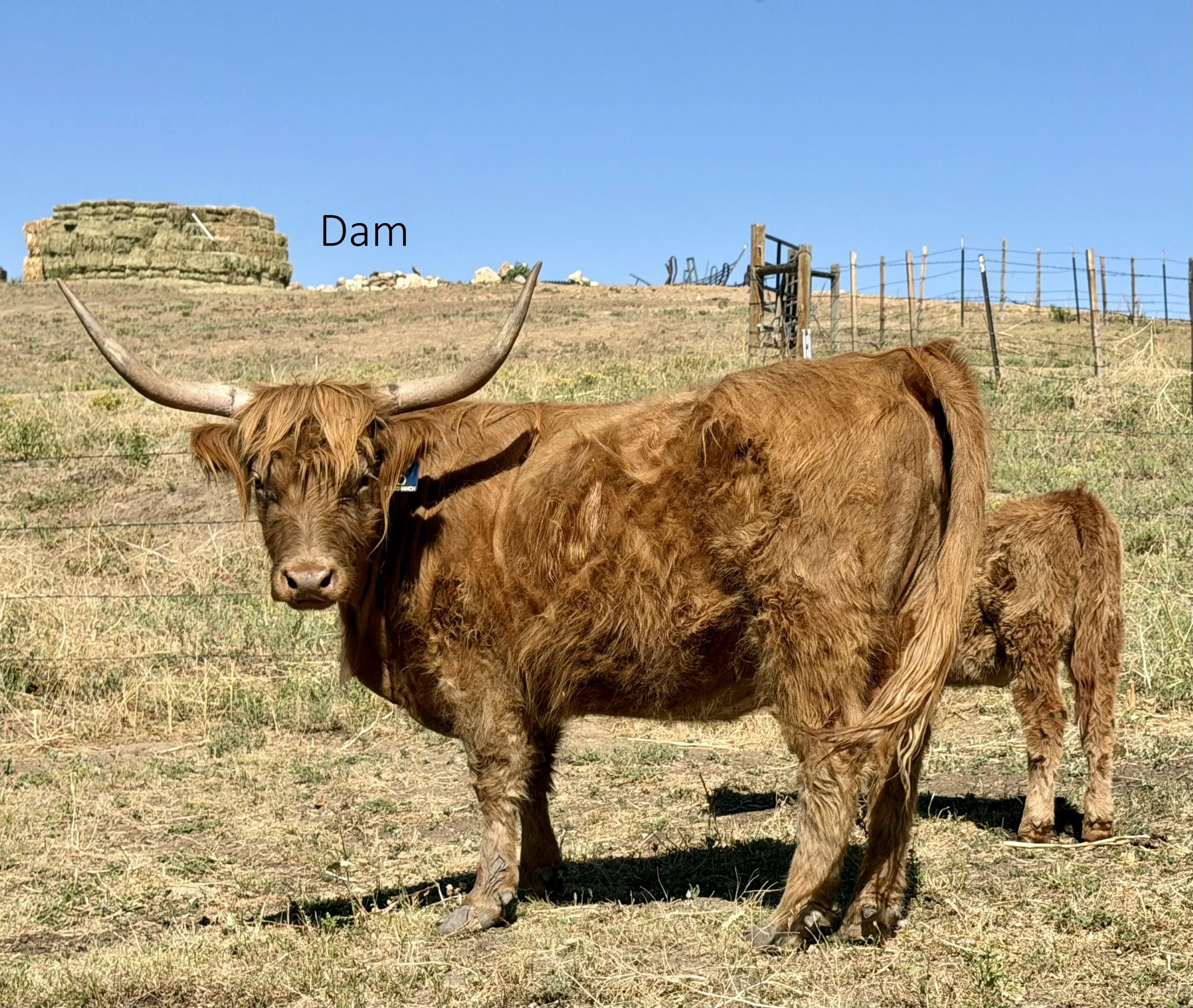 IMG_3968DAM.jpg