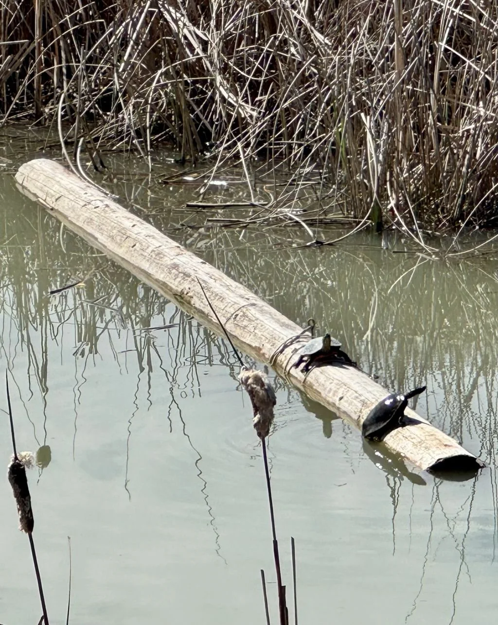 Swan Lake RV Resort lakeside turtles.