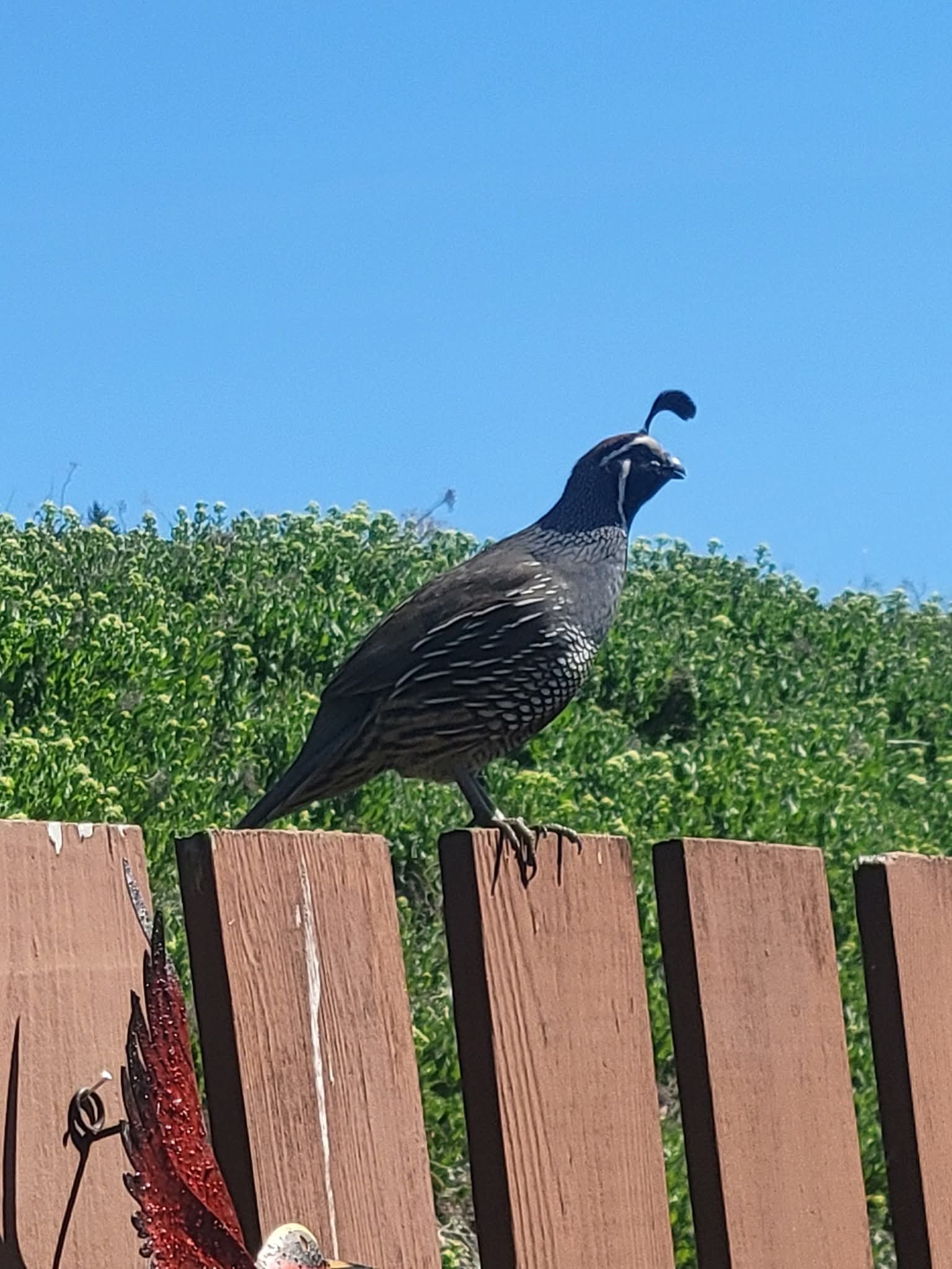 A quail on Swan Lake RV Resort's back fence.