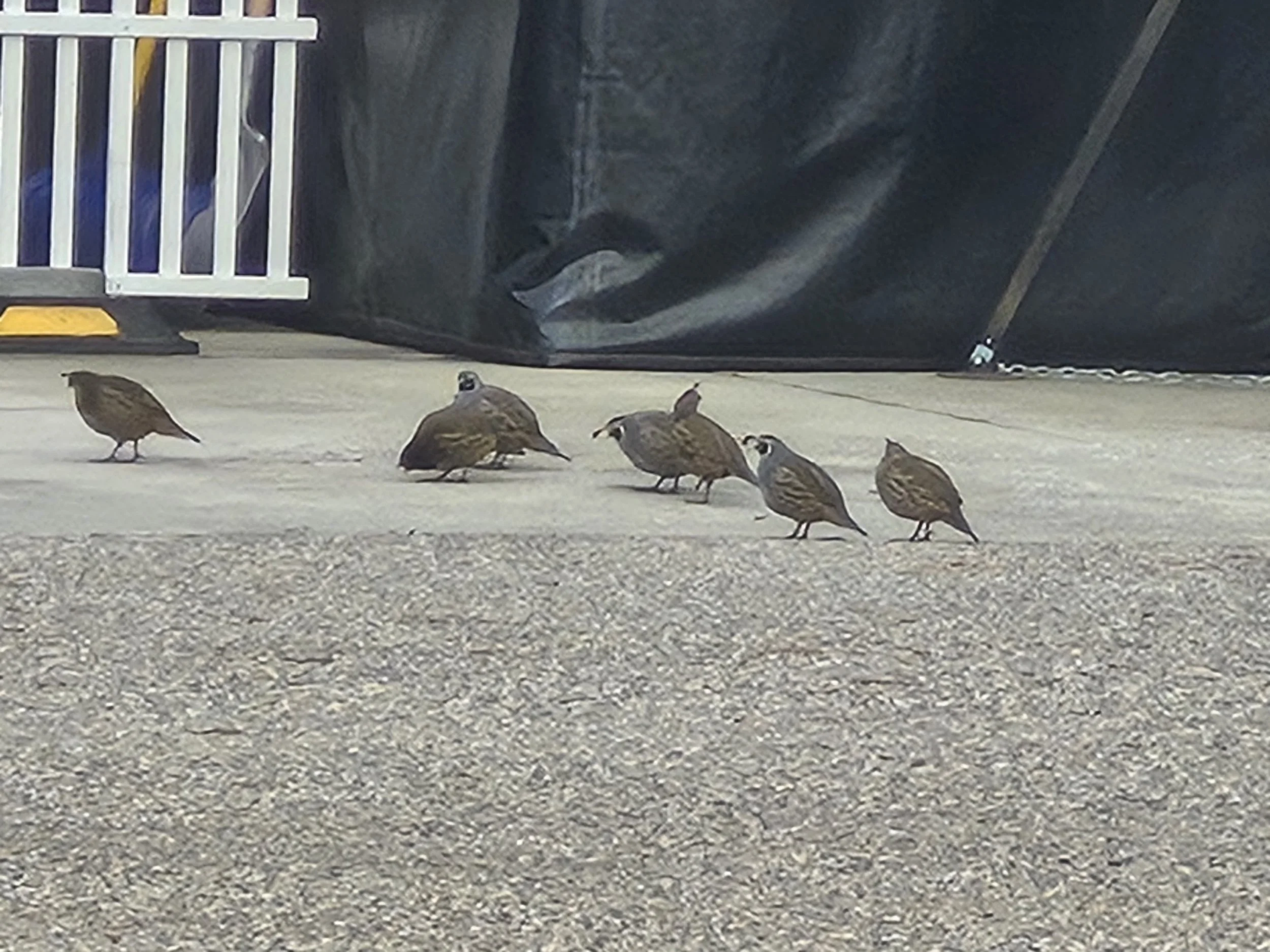 Quail family at the Swan Lake RV Resort.