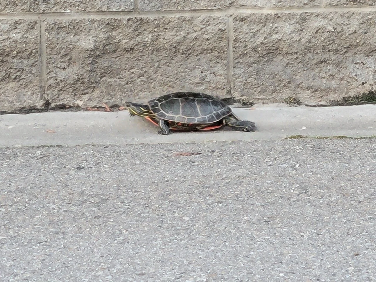 A turtle at the Swan Lake RV Resort.