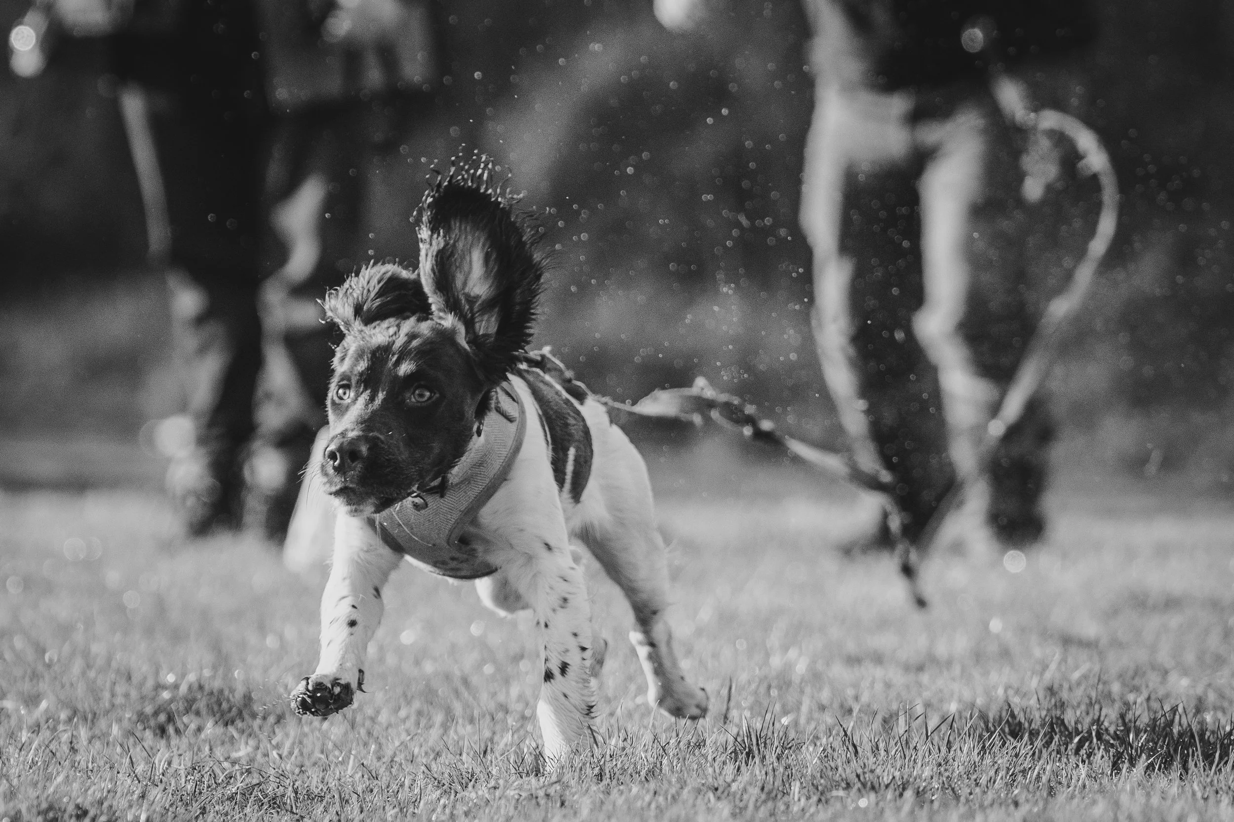 A black and white photo of a dog running on grass with other dogs blurred in the background, possibly during a rainy day.