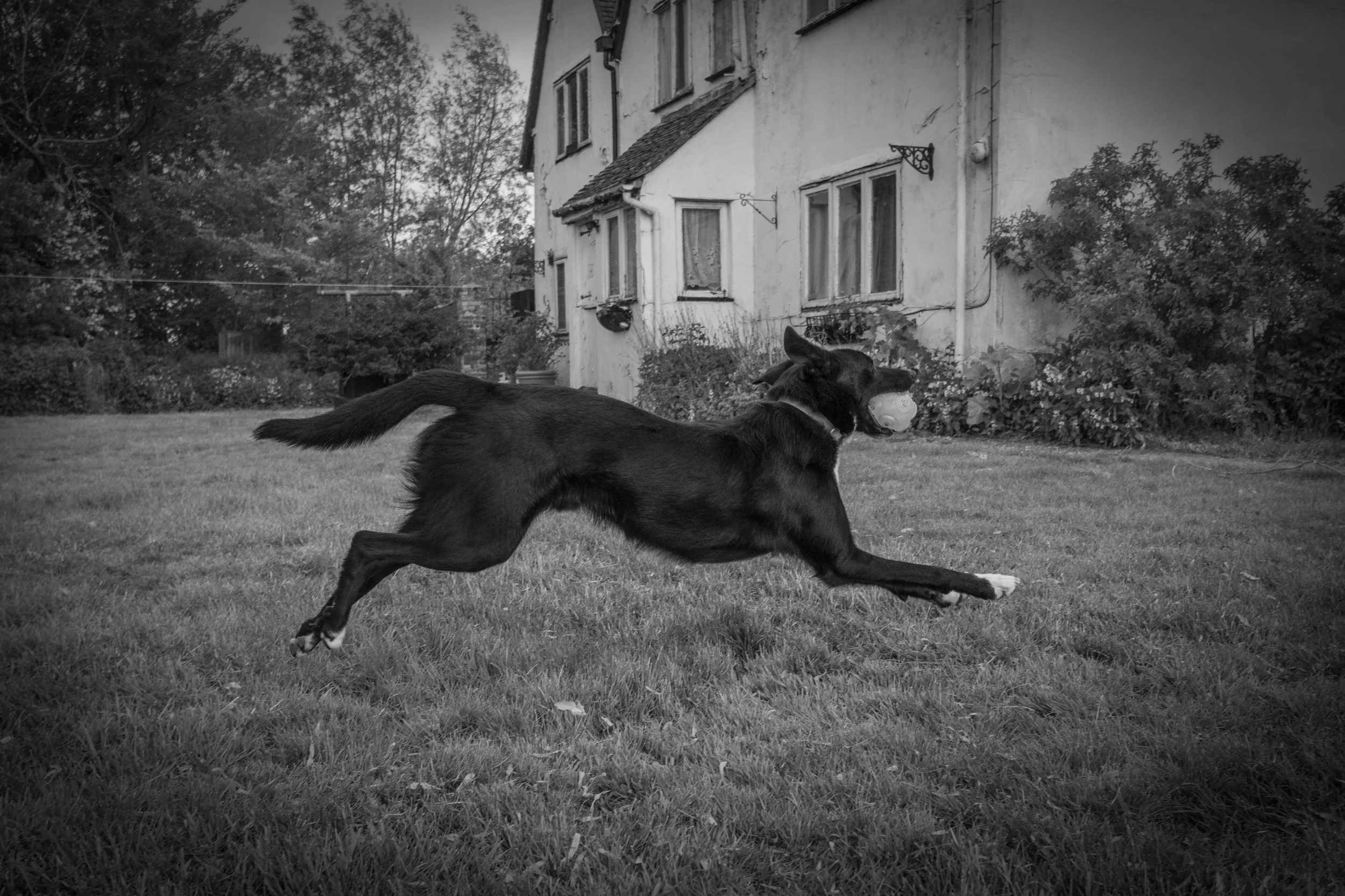 horse-3.jpg
