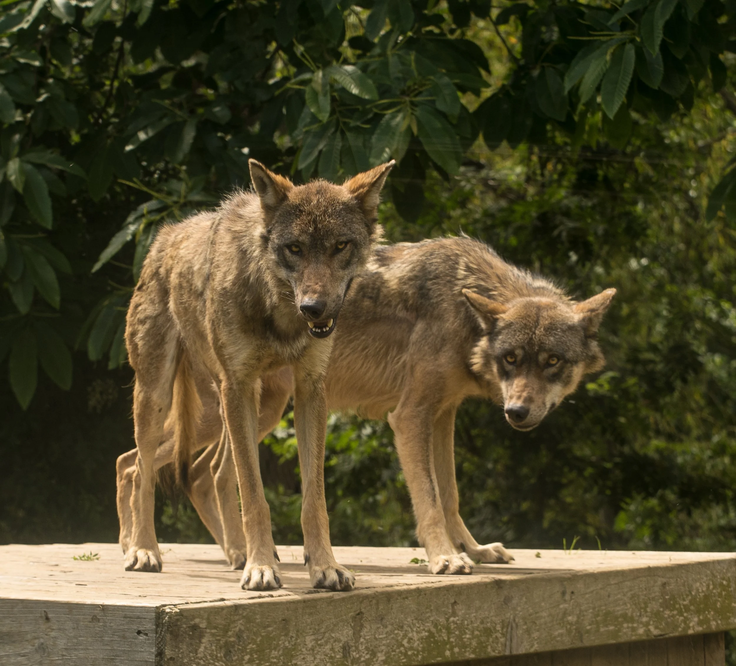 wolves2-2.jpg