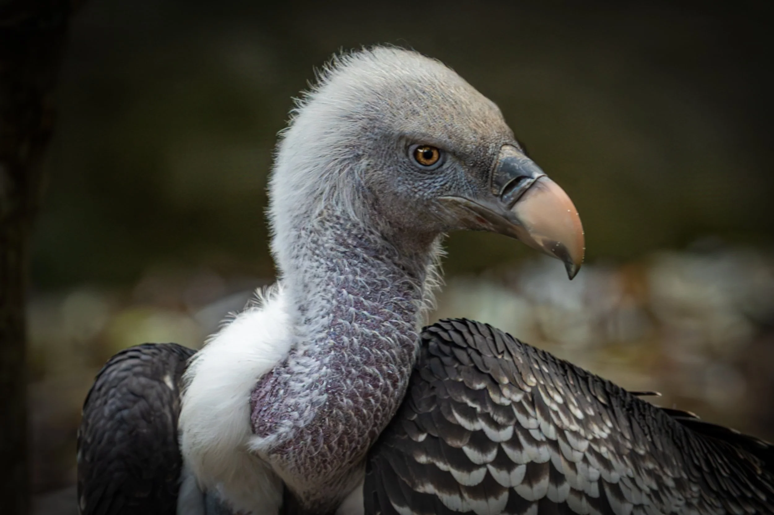 condor.jpg