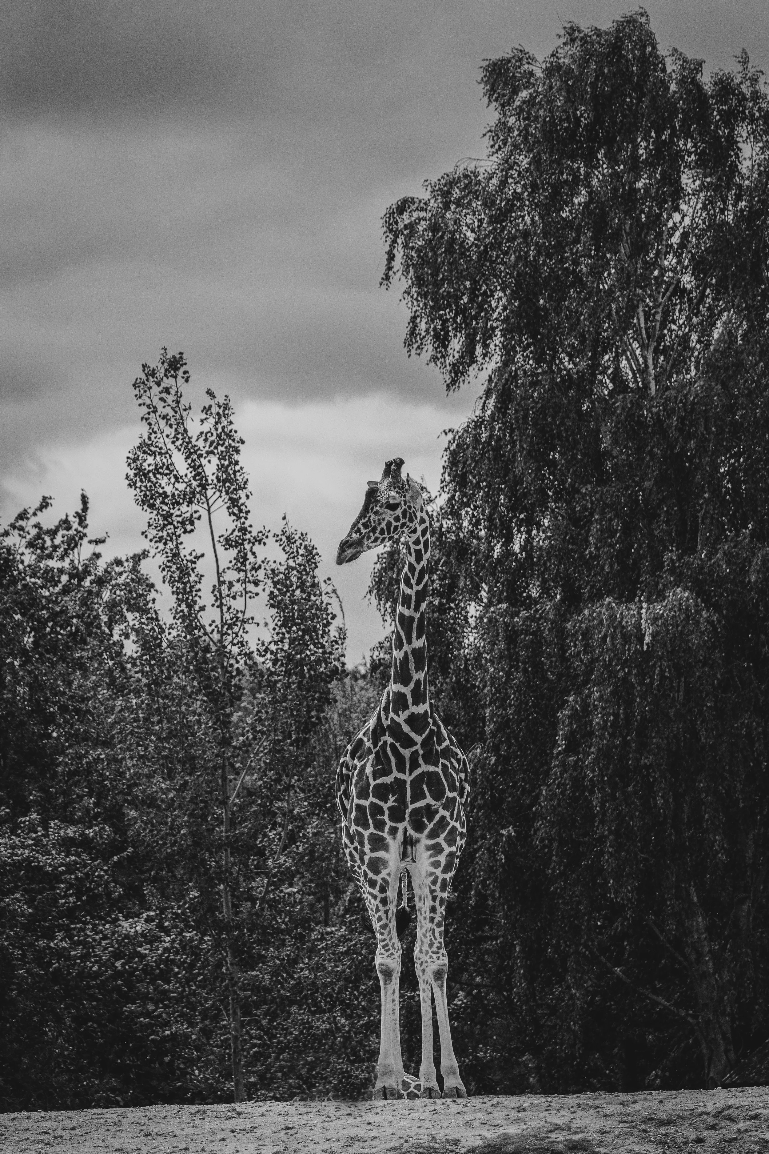 Black and white photo of a giraffe standing among trees with cloudy sky in the background.