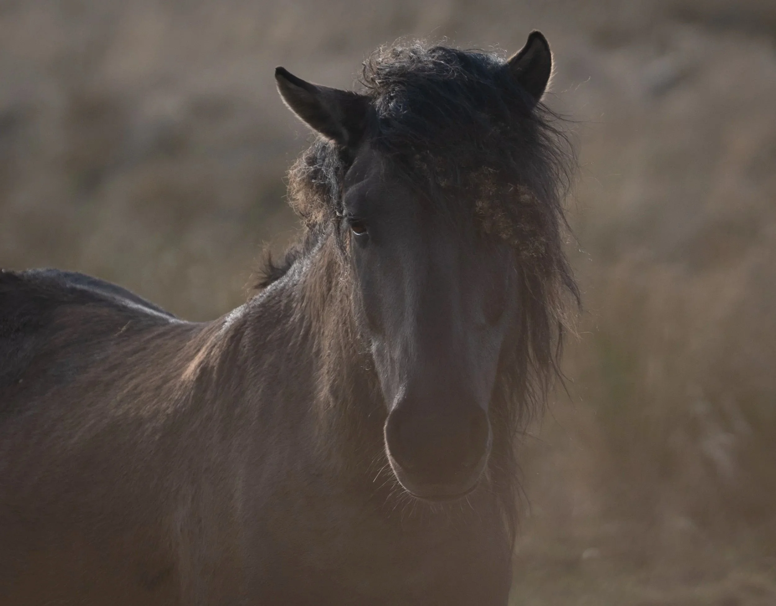 Close-up of a black horse with a curly mane, standing outdoors.