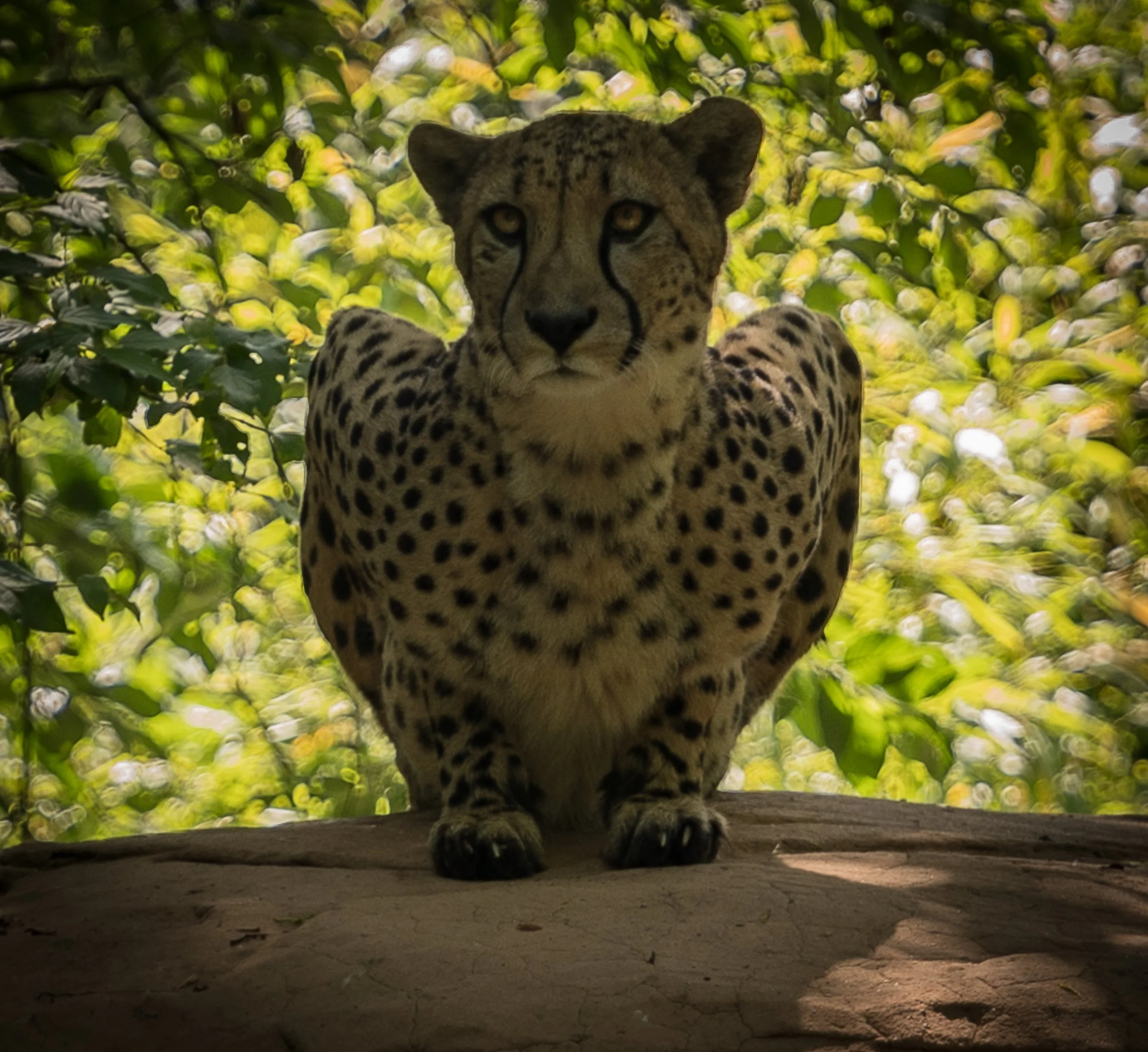 cheetah-2 copy.jpg