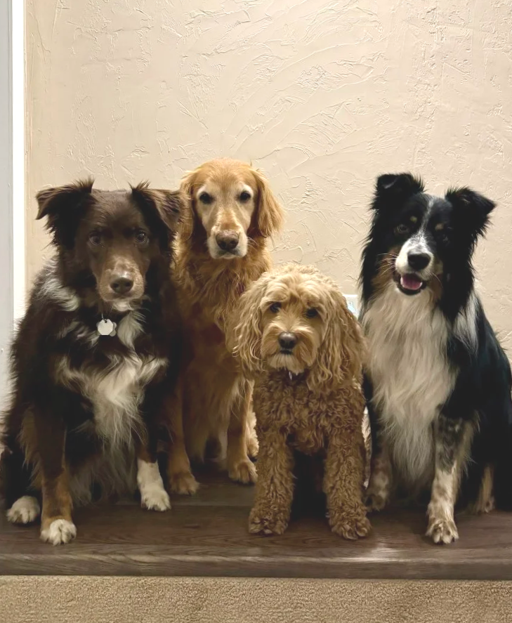 Four dogs sitting on a wooden floor against a beige wall, including a black and white Border Collie, a brown retriever, a small curly-haired tan dog, and a chocolate-colored Australian Shepherd.